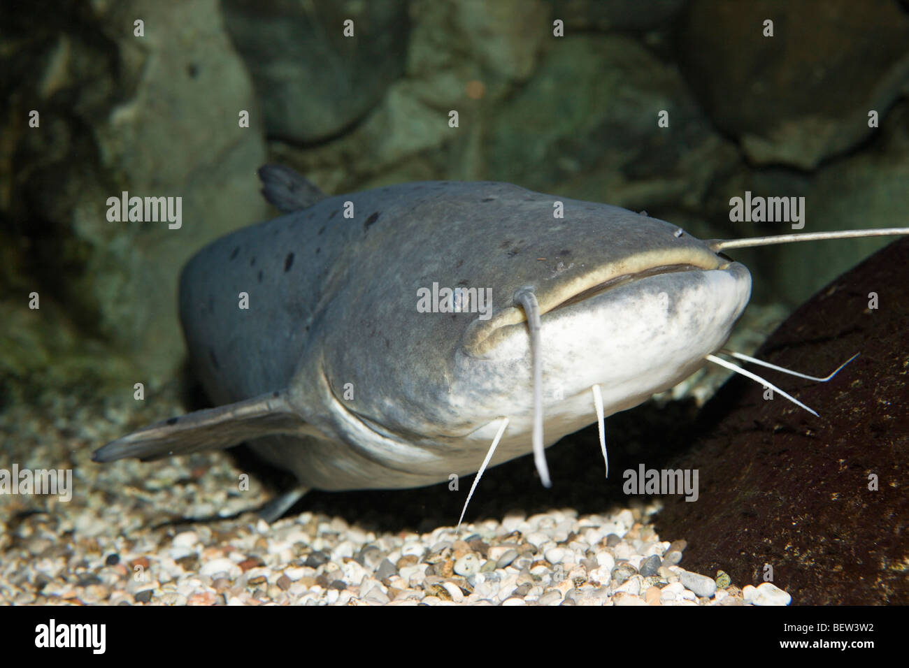 Wels Catfish, Siluris glanis, Donau, Germany Stock Photo