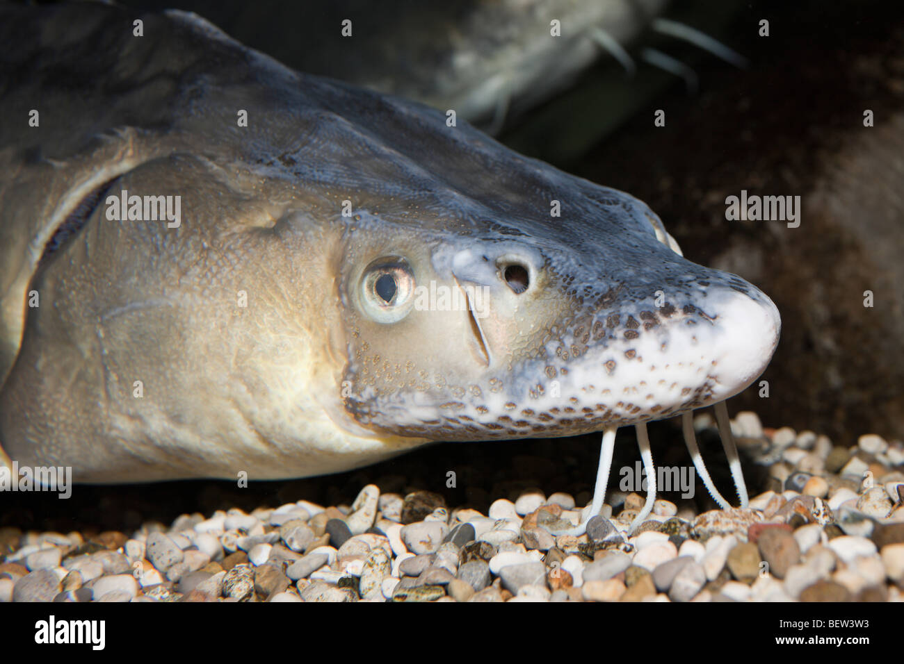 Russian Sturgeon Acipenser Gueldenstaedtii Stock Photos & Russian