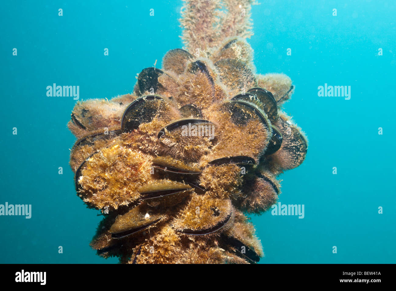 Blue Mussels, Mytilus edulis, Istria, Adriatic Sea, Croatia Stock Photo