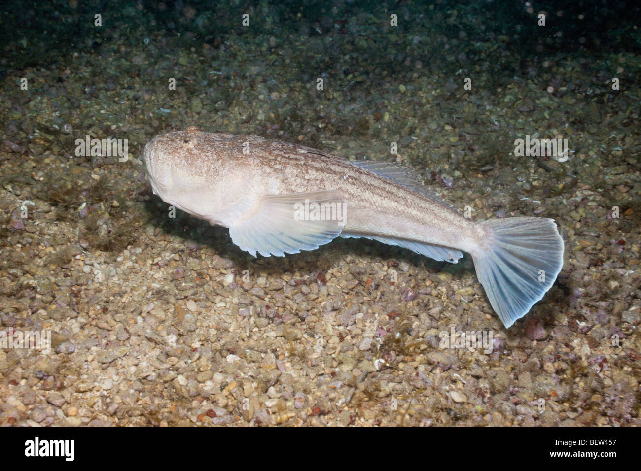 Star Gazer, Uranoscopus scaber, Istria, Adriatic Sea, Croatia Stock Photo