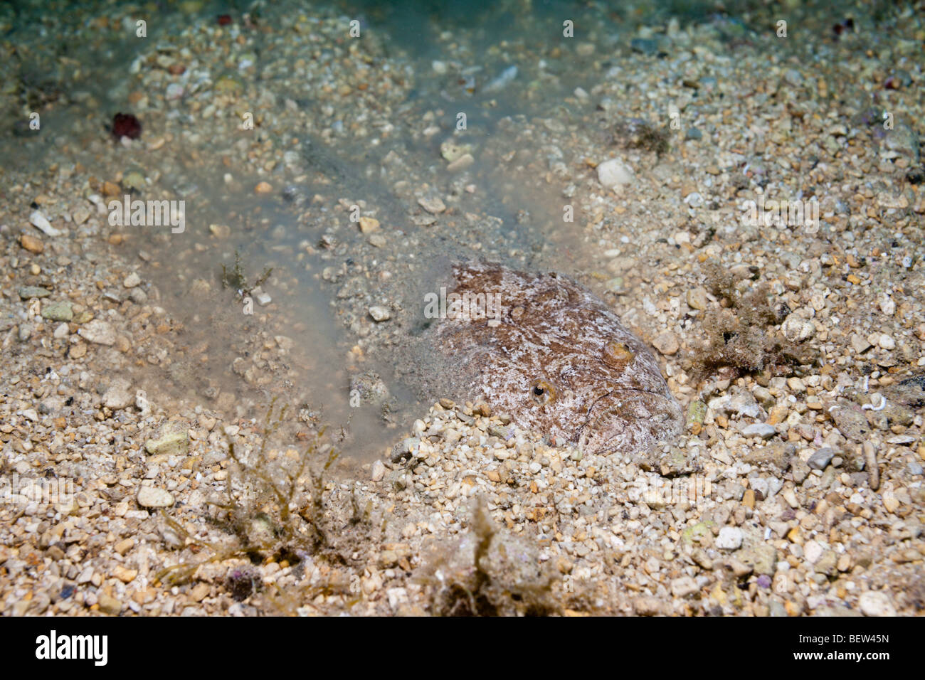 Star Gazer hiding in Sand, Uranoscopus scaber, Istria, Adriatic Sea, Croatia Stock Photo