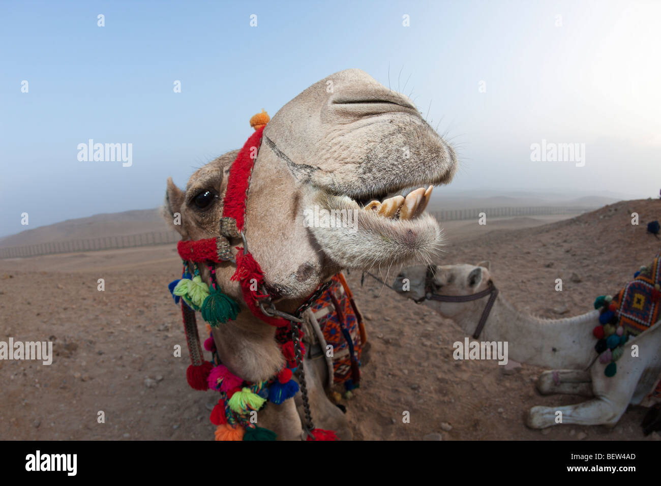 Dromedary, Arabian Camel, Camelus dromedarius, Cairo, Egypt Stock Photo