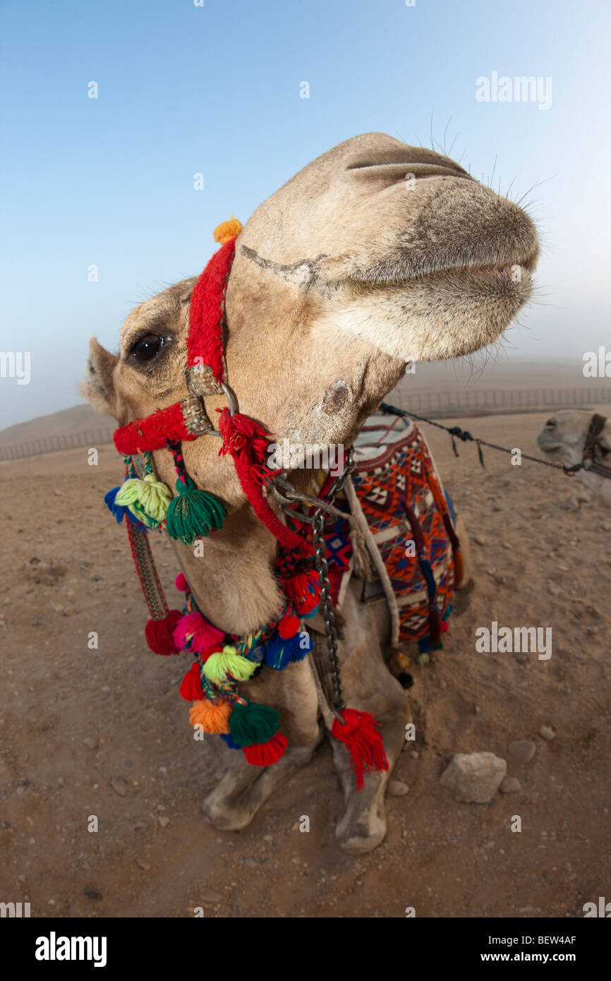 Arabian Camel, Dromedary, Camelus dromedarius, Cairo, Egypt Stock Photo