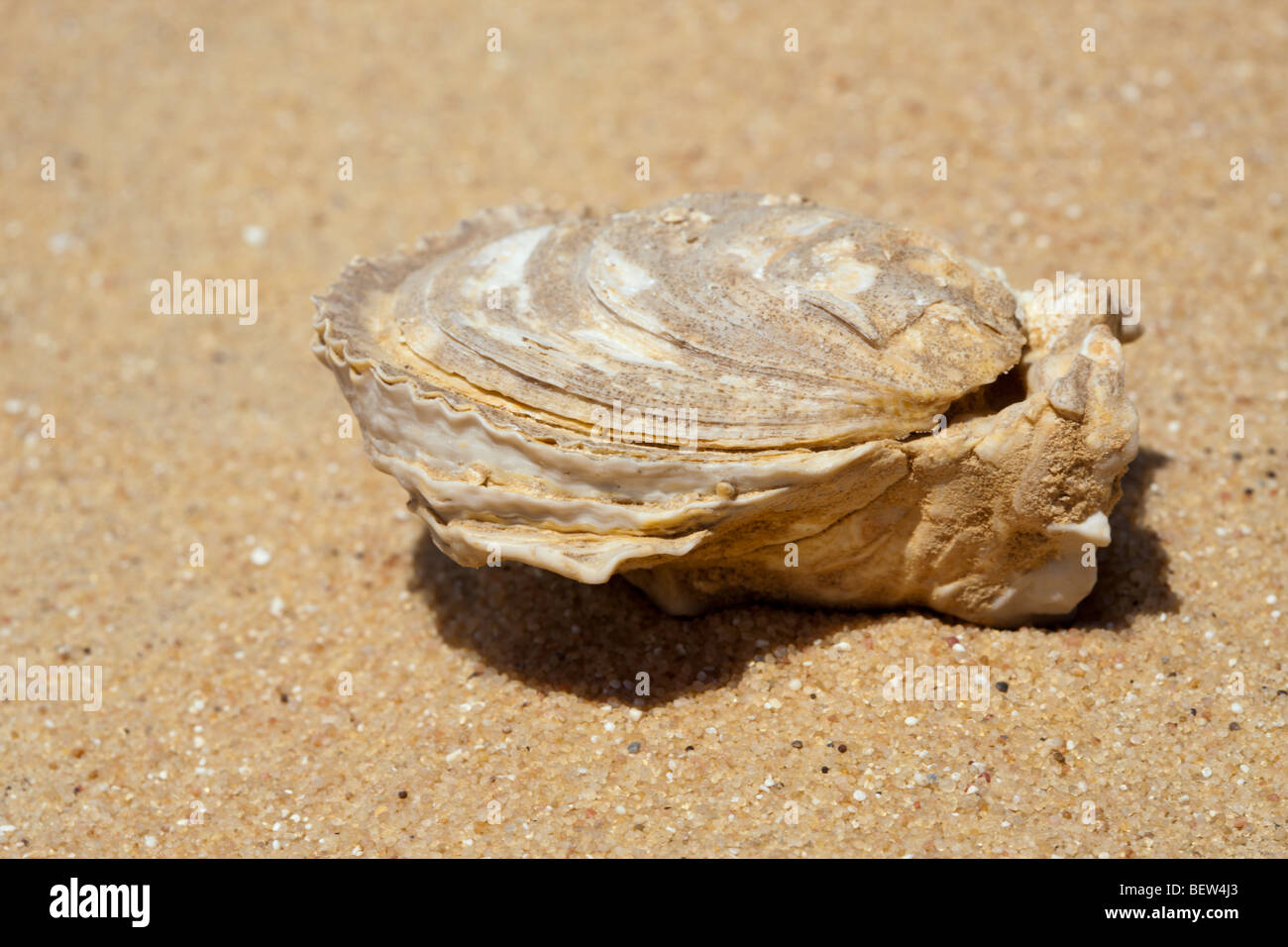 Fossil Shells in Desert, Bahariya Oasis, Libyan Desert, Egypt Stock Photo