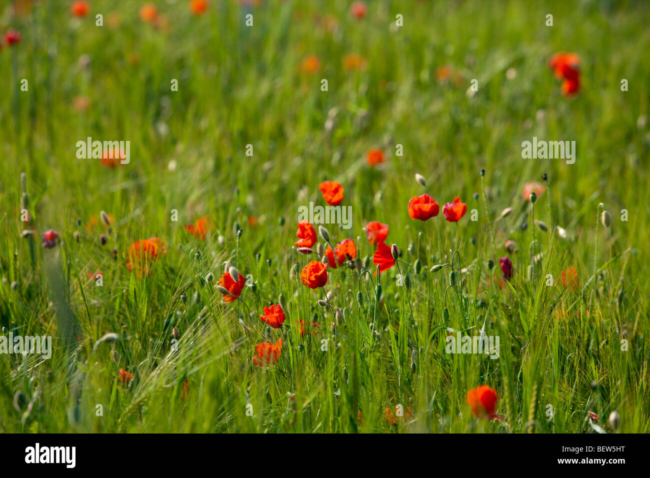 Red Poppy in Corn Field, Papaver rhoeas, Munich, Bavaria, Germany Stock Photo