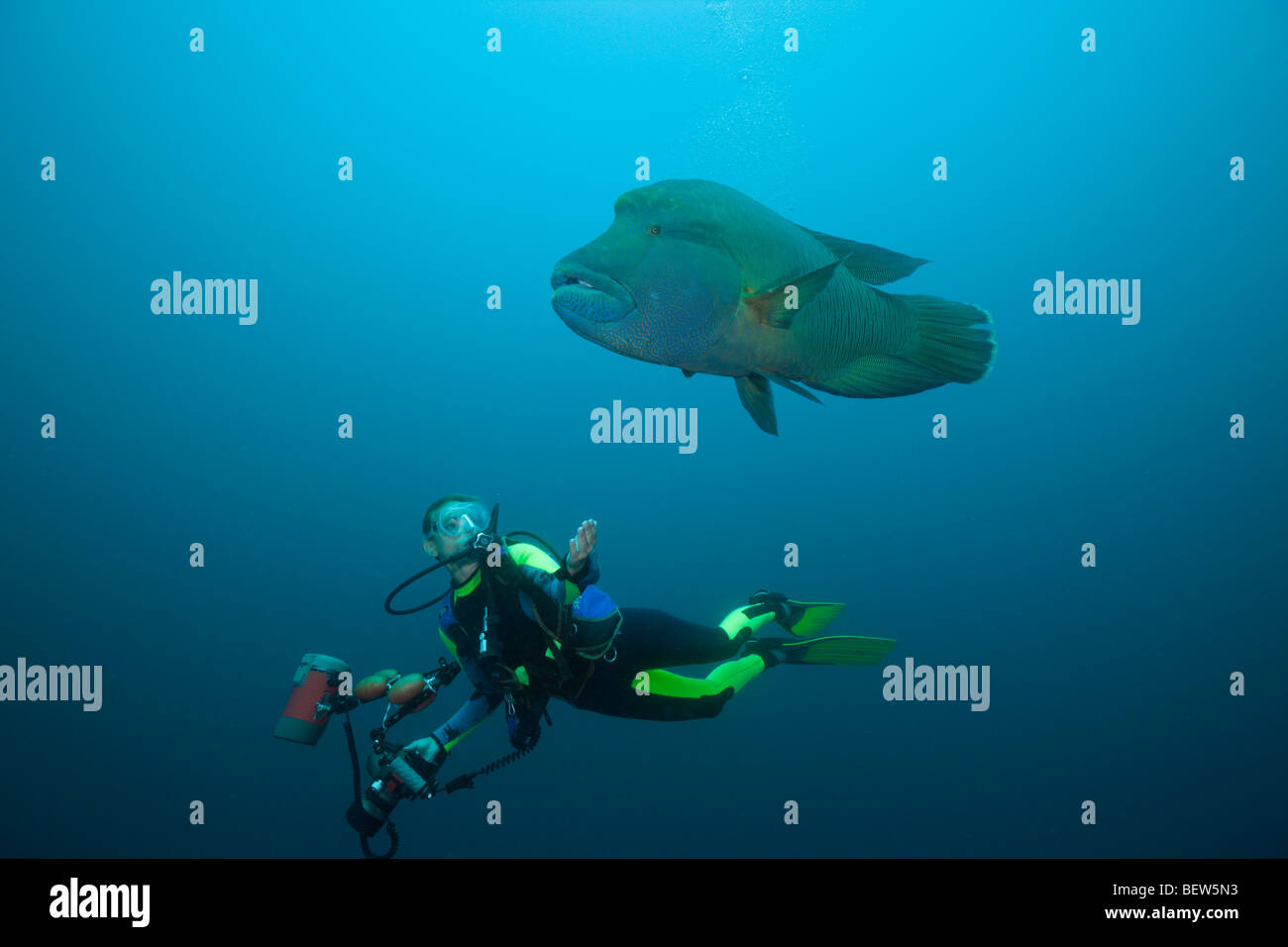 Diver and Napoleon Wrasse, Cheilinus undulatus, Fishhead, North Ari Atoll, Maldives Stock Photo