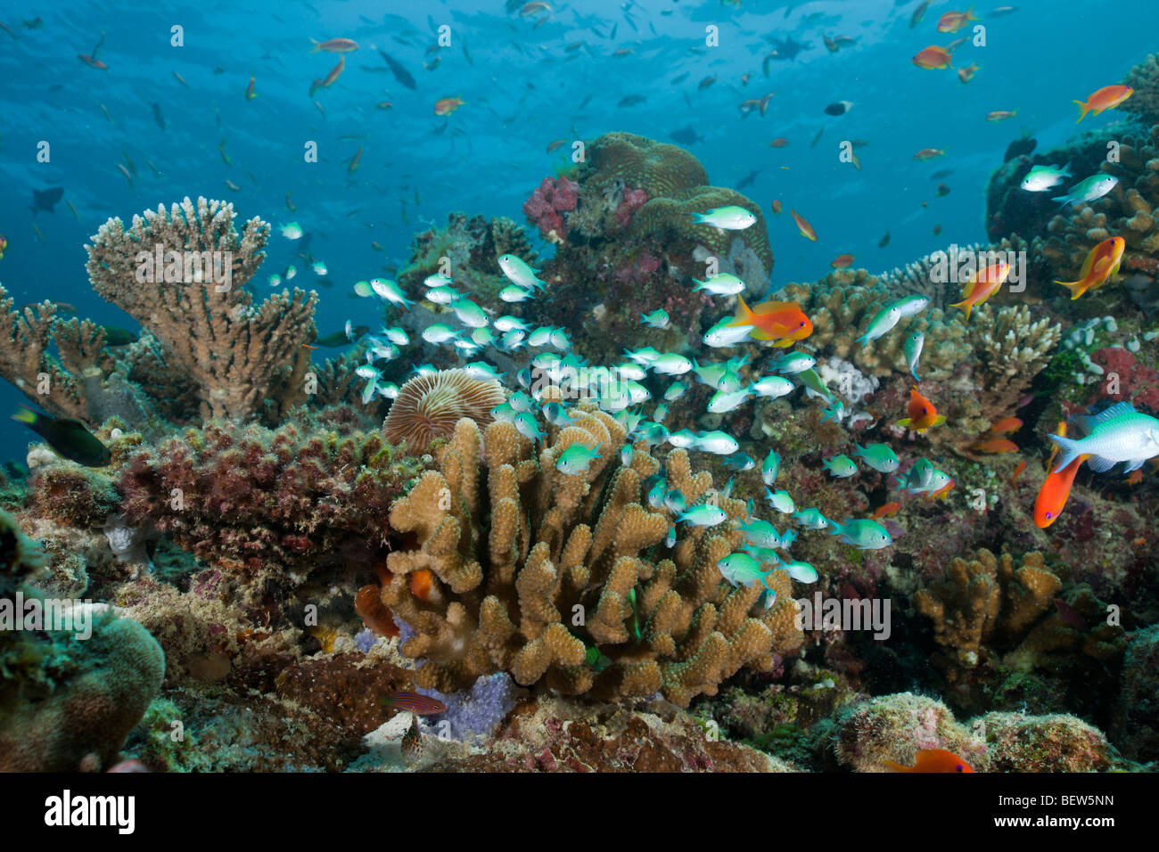 Schooling Chromis, Chromis viridis, North Ari Atoll, Maldives Stock Photo