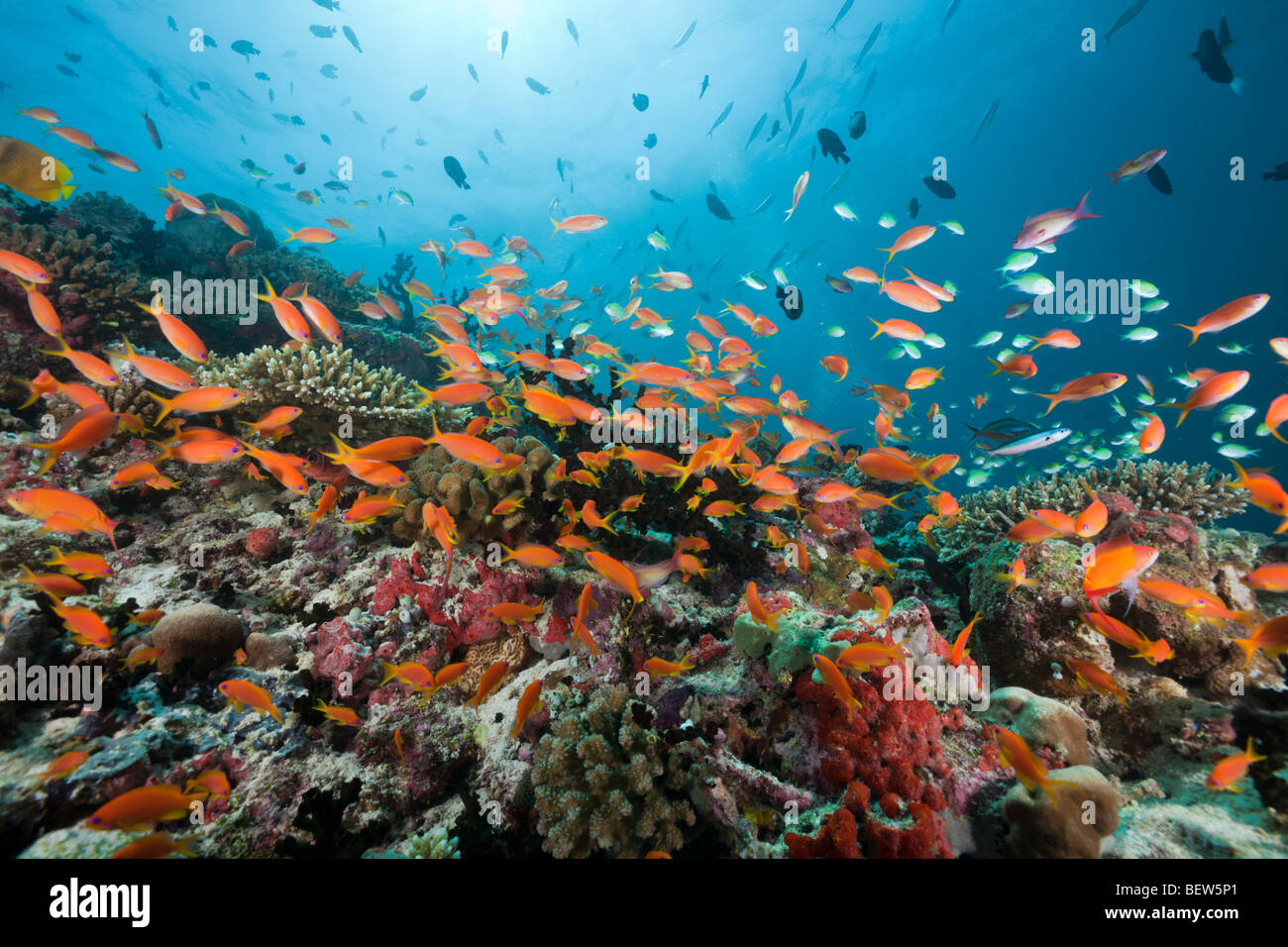 Coral Reef with Lyretail Anthias, Pseudanthias squamipinnis, North Ari Atoll, Maldives Stock Photo