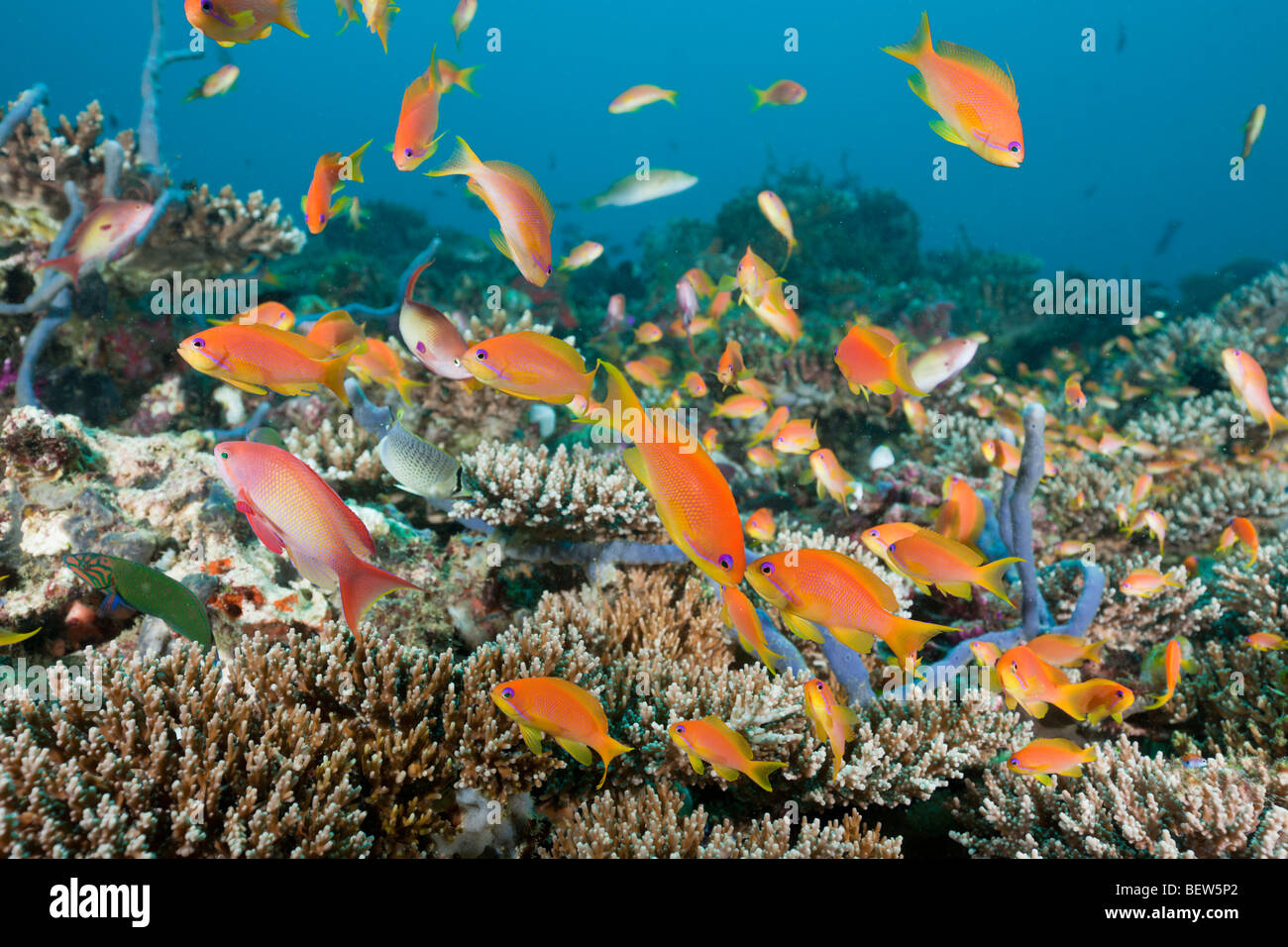 Lyretail Anthias in Coral Reef, Pseudanthias squamipinnis, North Ari Atoll, Maldives Stock Photo