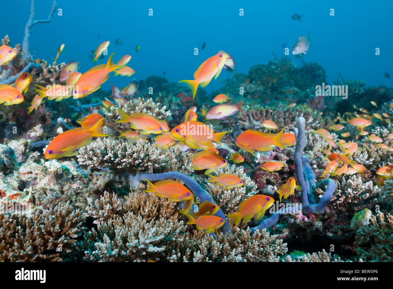 Coral Reef with Lyretail Anthias, Pseudanthias squamipinnis, North Ari Atoll, Maldives Stock Photo