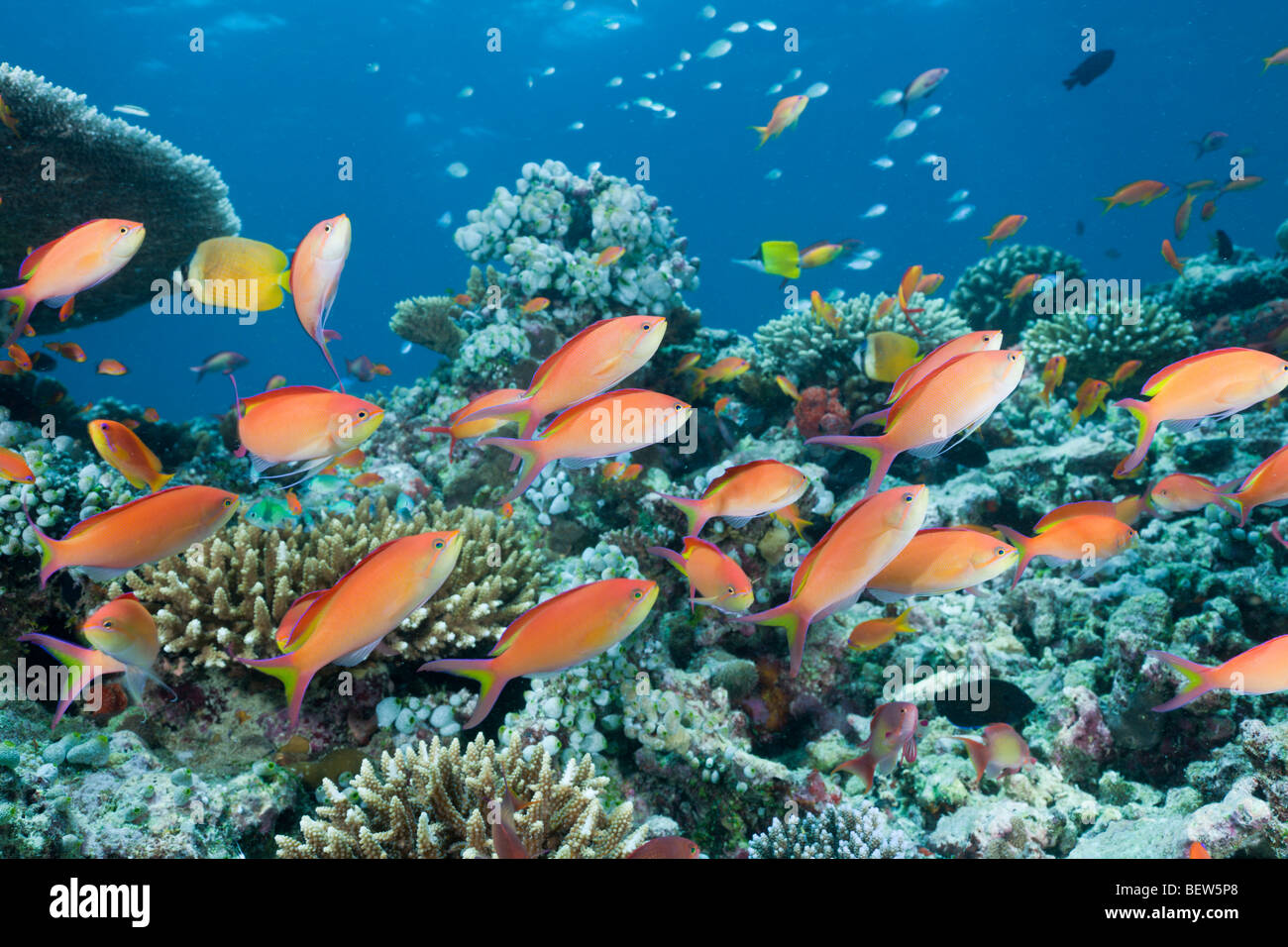 Coral Reef with Lyretail Anthias, Pseudanthias squamipinnis, North Ari Atoll, Maldives Stock Photo