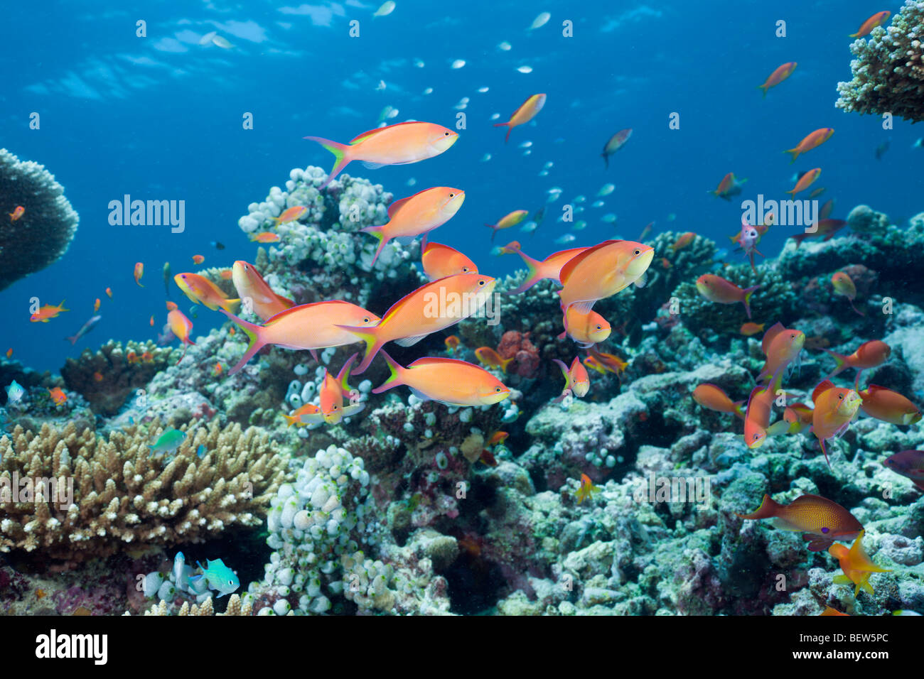 Lyretail Anthias, Pseudanthias squamipinnis, North Ari Atoll, Maldives Stock Photo