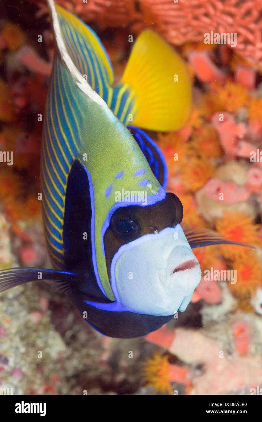 Emperor Angelfish, Pomacanthus imperator, Ellaidhoo House Reef, North Ari Atoll, Maldives Stock Photo