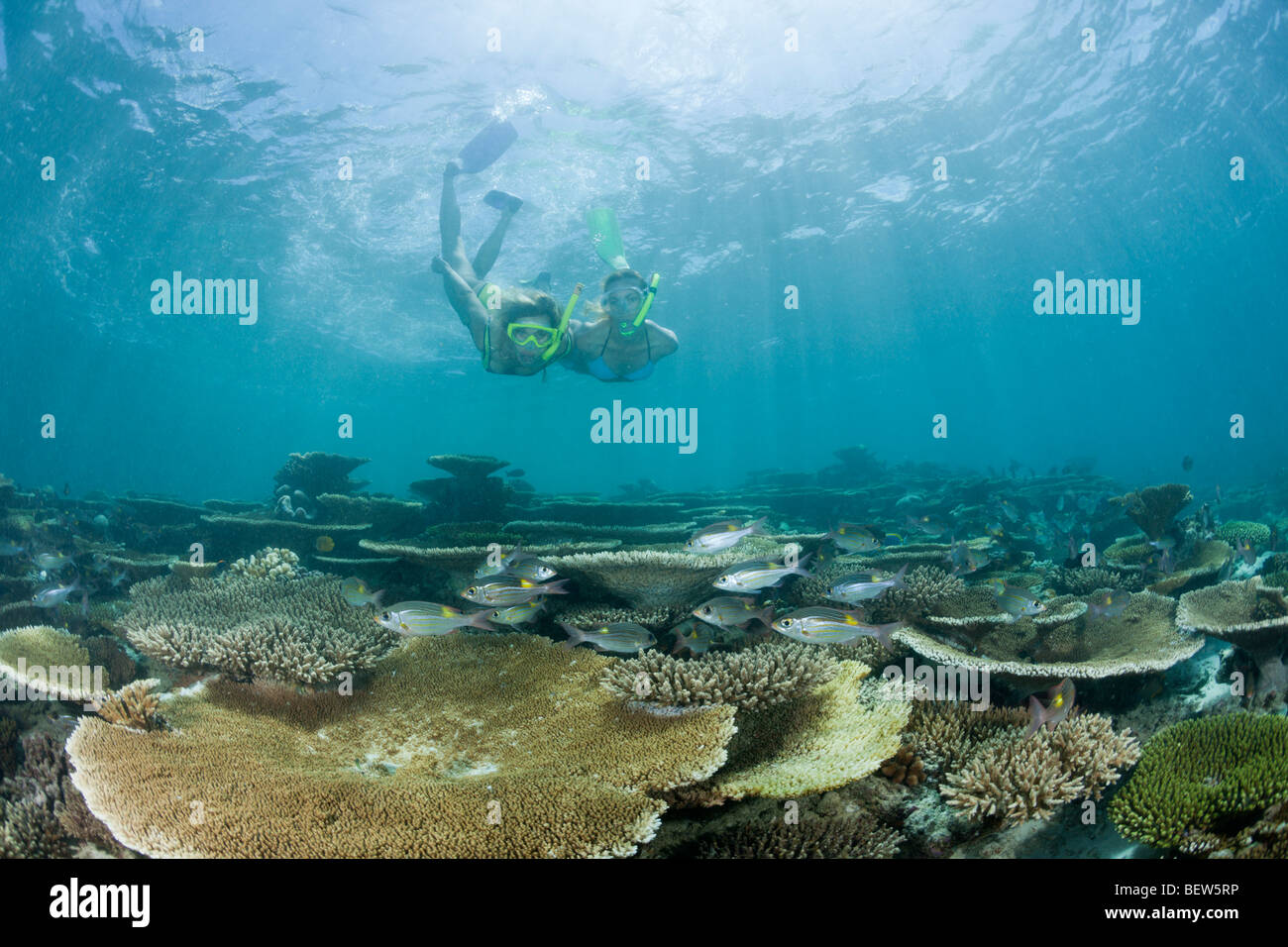 Two Women snorkel over Reef, Ellaidhoo House Reef, North Ari Atoll, Maldives Stock Photo