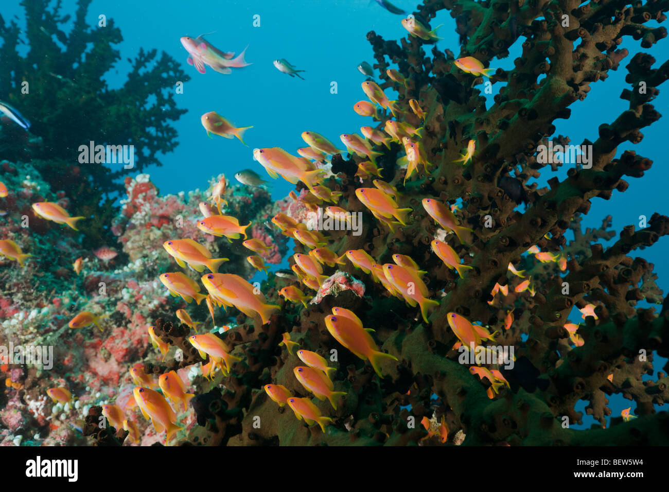 Coral Reef with Anthias, Pseudanthias squamipinnis, North Ari Atoll, Maldives Stock Photo