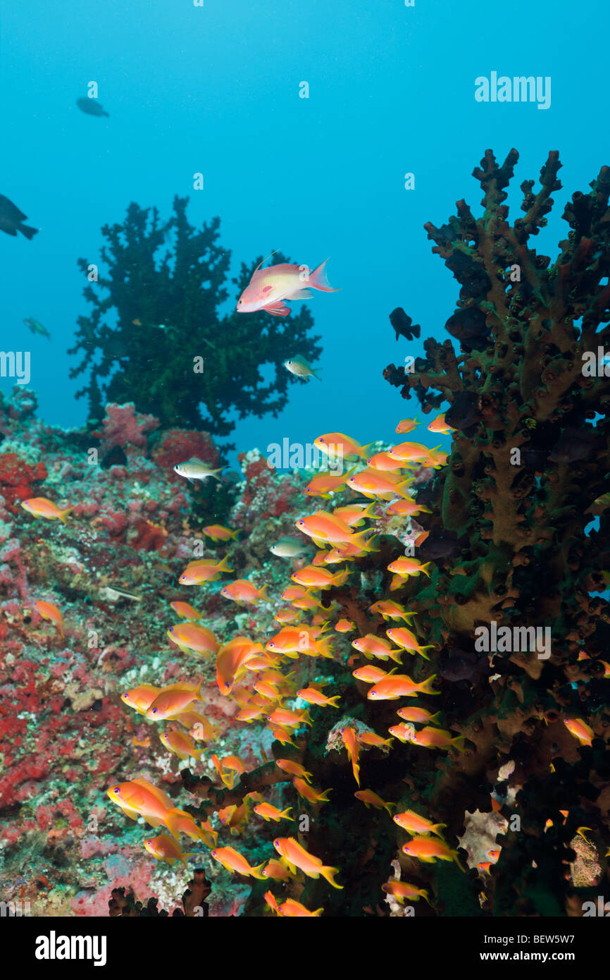 Coral Reef with Anthias, Pseudanthias squamipinnis, North Ari Atoll, Maldives Stock Photo