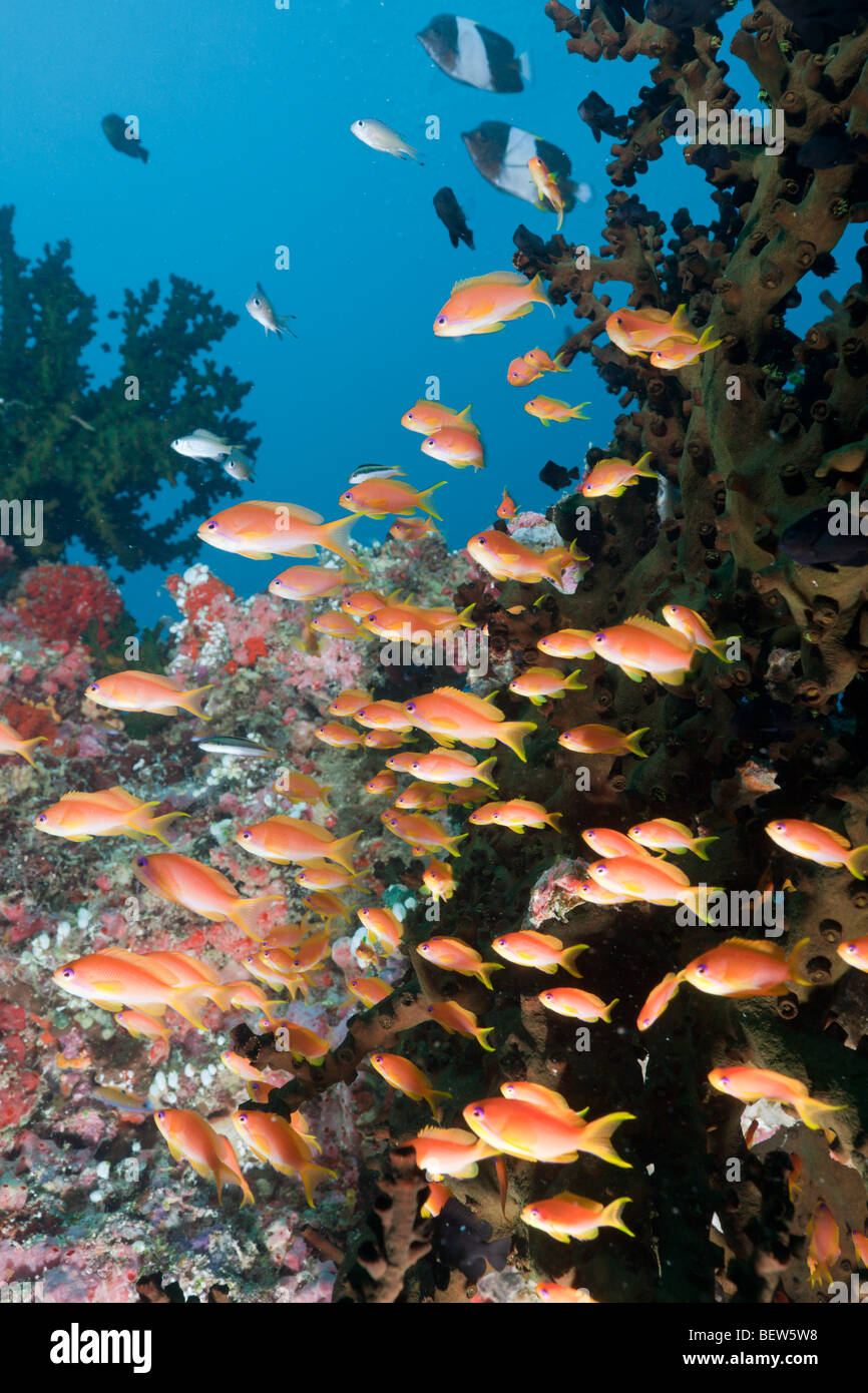 Coral Reef with Anthias, Pseudanthias squamipinnis, Himendhoo Thila, North Ari Atoll, Maldives Stock Photo
