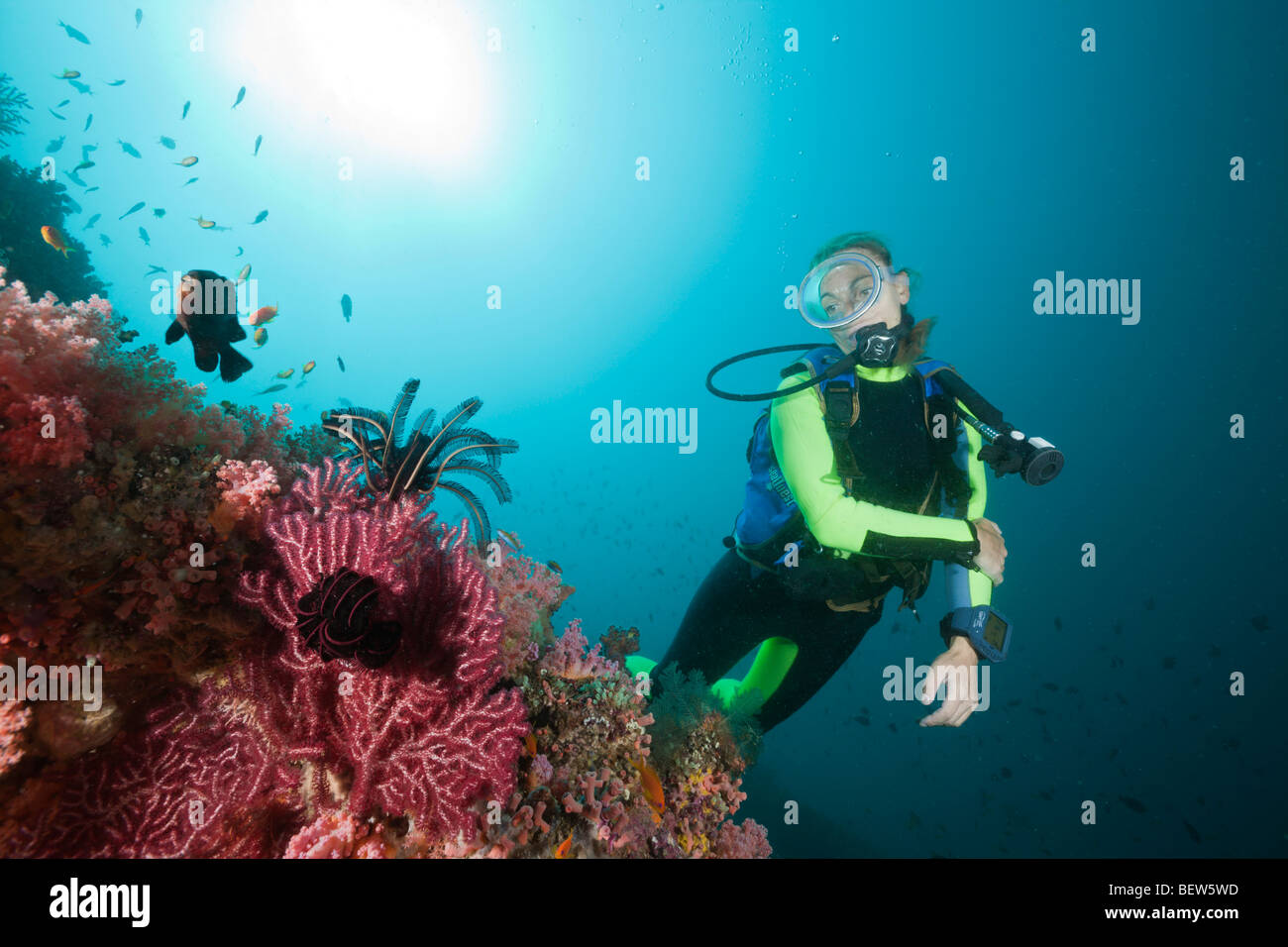 Colorfully Coral Reef and Diver, Himendhoo Thila, North Ari Atoll, Maldives Stock Photo
