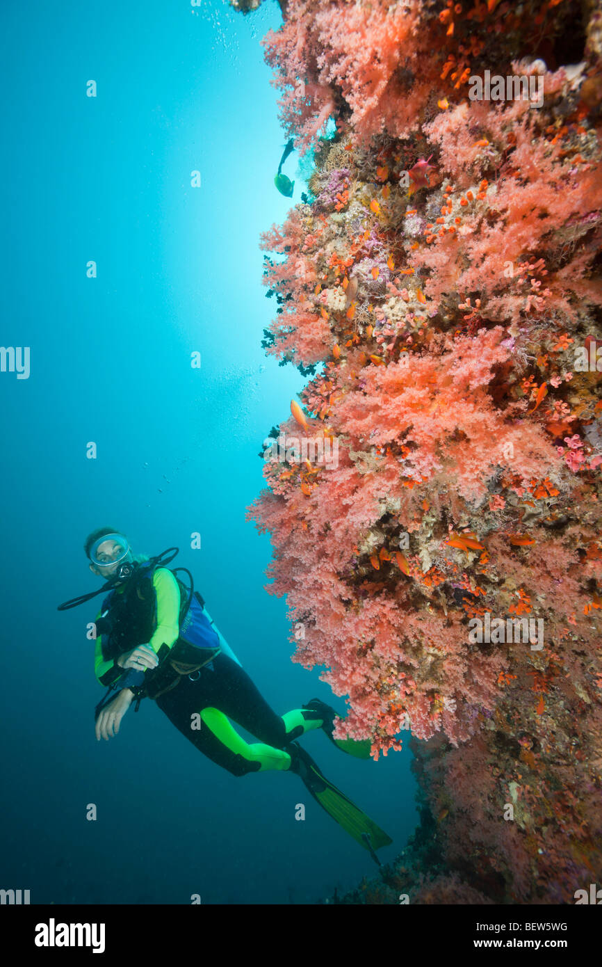 Colorfully Coral Reef and Diver, Himendhoo Thila, North Ari Atoll, Maldives Stock Photo