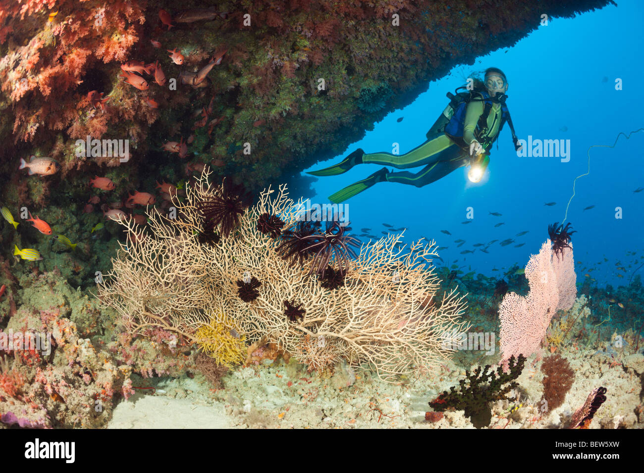 Overhang with Sea Fan and Diver, Himendhoo Thila, North Ari Atoll, Maldives Stock Photo