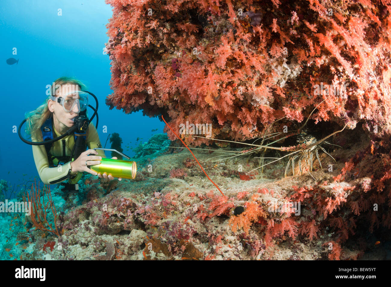 Diver finds Painted Rock Lobster, Panulirus versicolor, Himendhoo Thila, North Ari Atoll, Maldives Stock Photo
