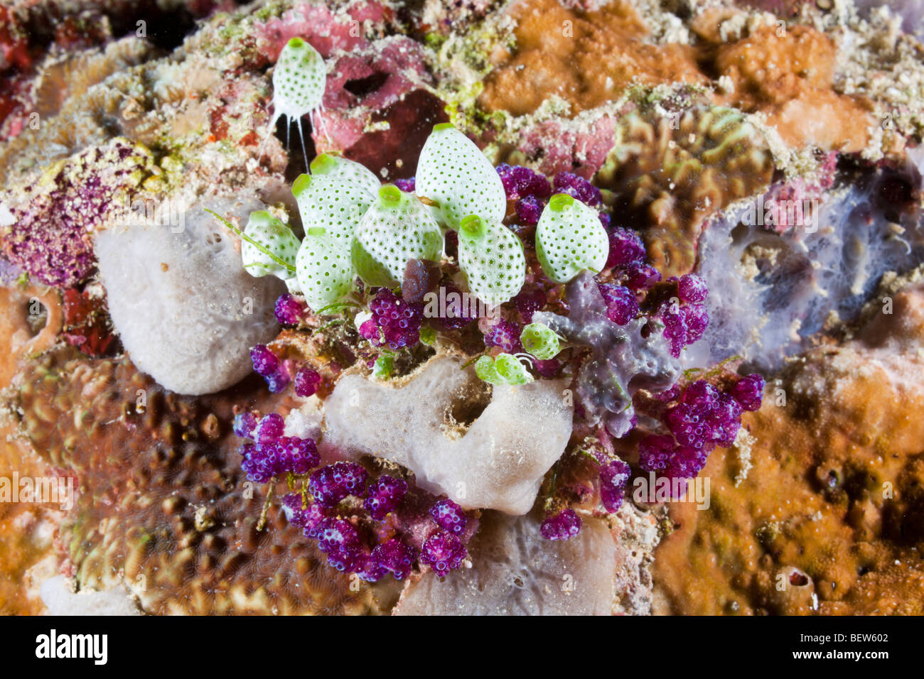Colourful Tunicates, Didemnum molle, Himendhoo Thila, North Ari Atoll, Maldives Stock Photo