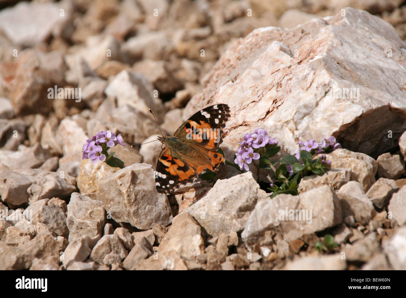 butterfly and lilac round leaved penny cress on scree in the Italian Dolomites Stock Photo