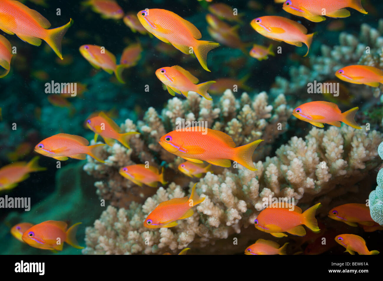 Lyretail Anthias in Coral Reef, Pseudanthias squamipinnis, North Ari Atoll, Maldives Stock Photo