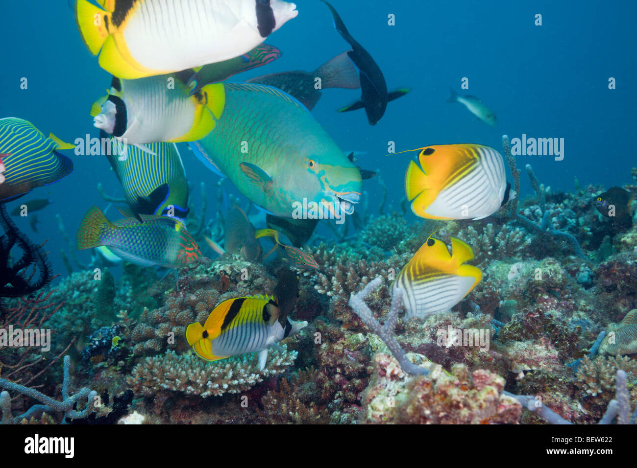 Coralfishes on Coral Reef, North Ari Atoll, Maldives Stock Photo
