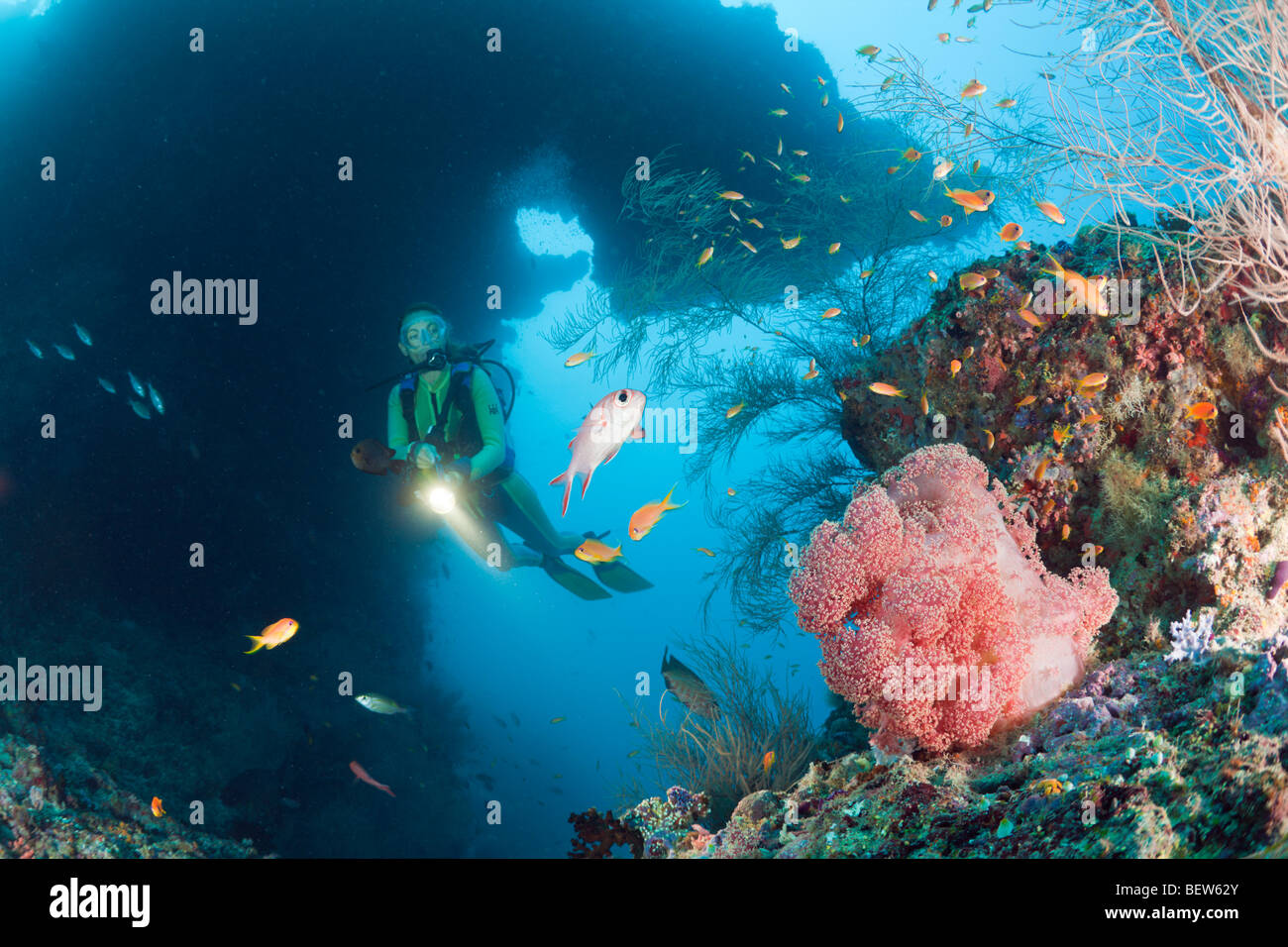 Diver and Red Soft Coral, Dendronephthya mucronata, Maya Thila, North Ari Atoll, Maldives Stock Photo