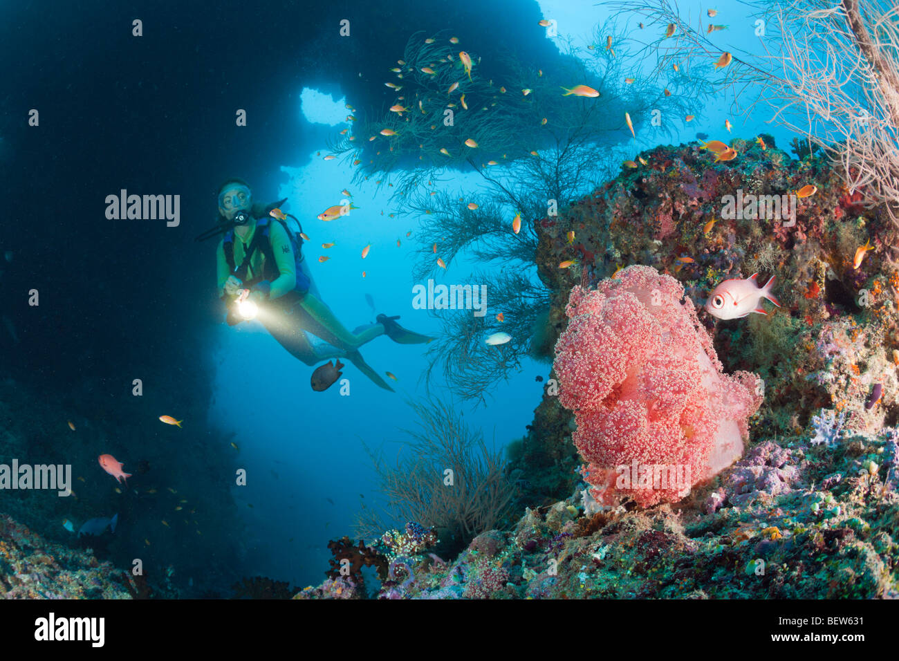 Red Soft Coral and Diver, Dendronephthya mucronata, Maya Thila, North Ari Atoll, Maldives Stock Photo
