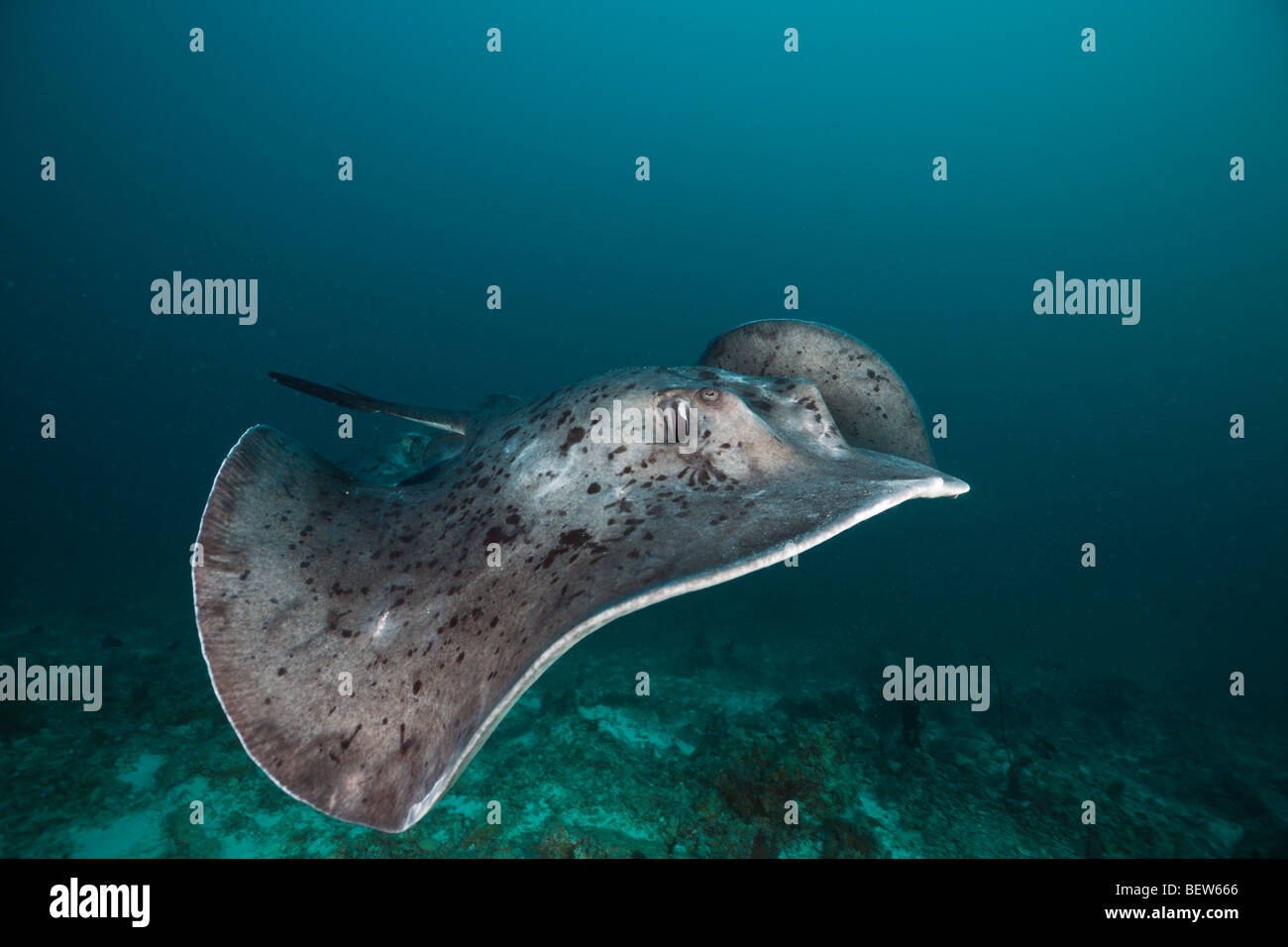 Blotched Fantail Stingray, Taeniura meyeni, Ellaidhoo House Reef, North Ari Atoll, Maldives Stock Photo