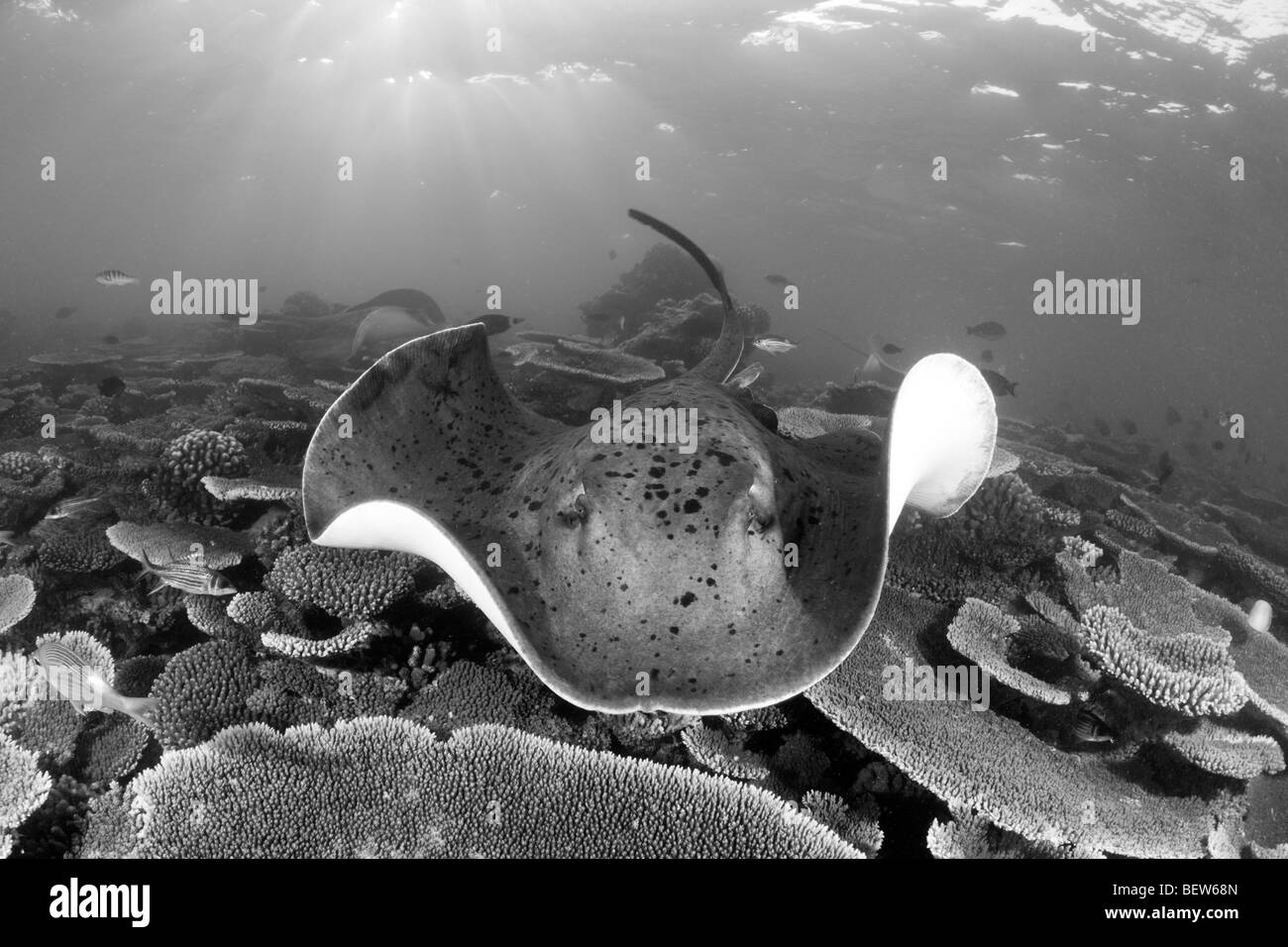 Blackspotted Stingray, Taeniura meyeni, Ellaidhoo House Reef, North Ari Atoll, Maldives Stock Photo