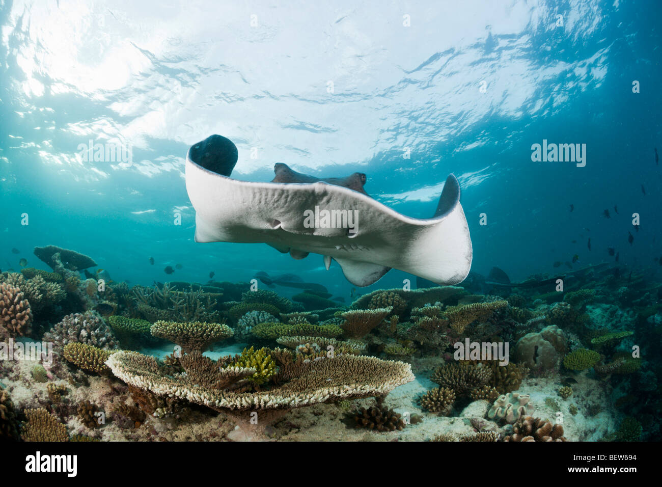 blackspotted-stingray-taeniura-meyeni-ellaidhoo-house-reef-north-ari