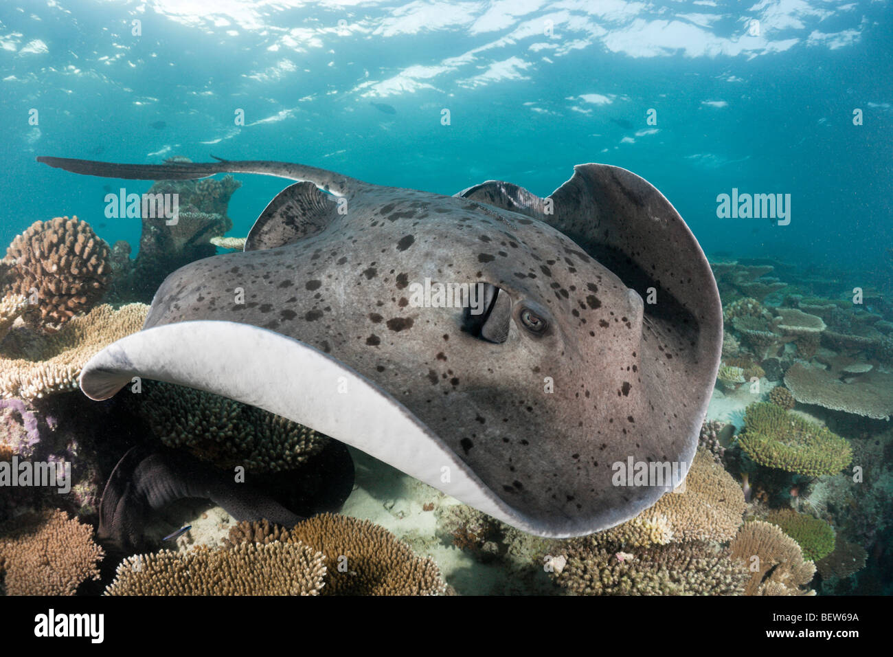 blackspotted-stingray-taeniura-meyeni-ellaidhoo-house-reef-north-ari