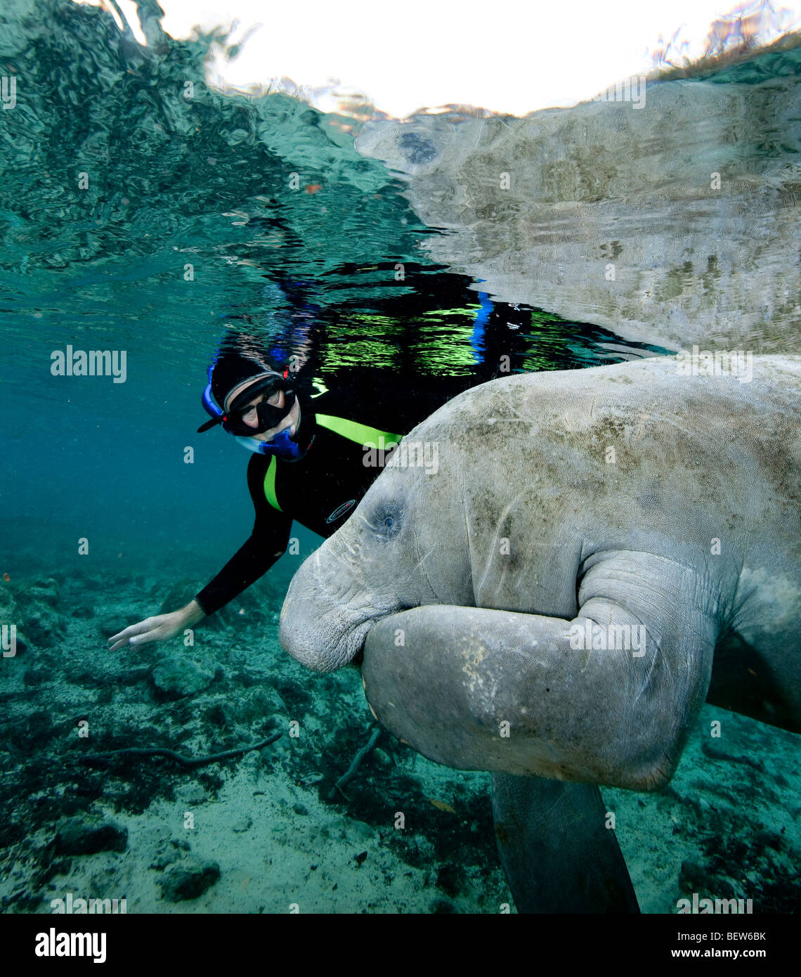 Snorkeling with Manatees Stock Photo Alamy