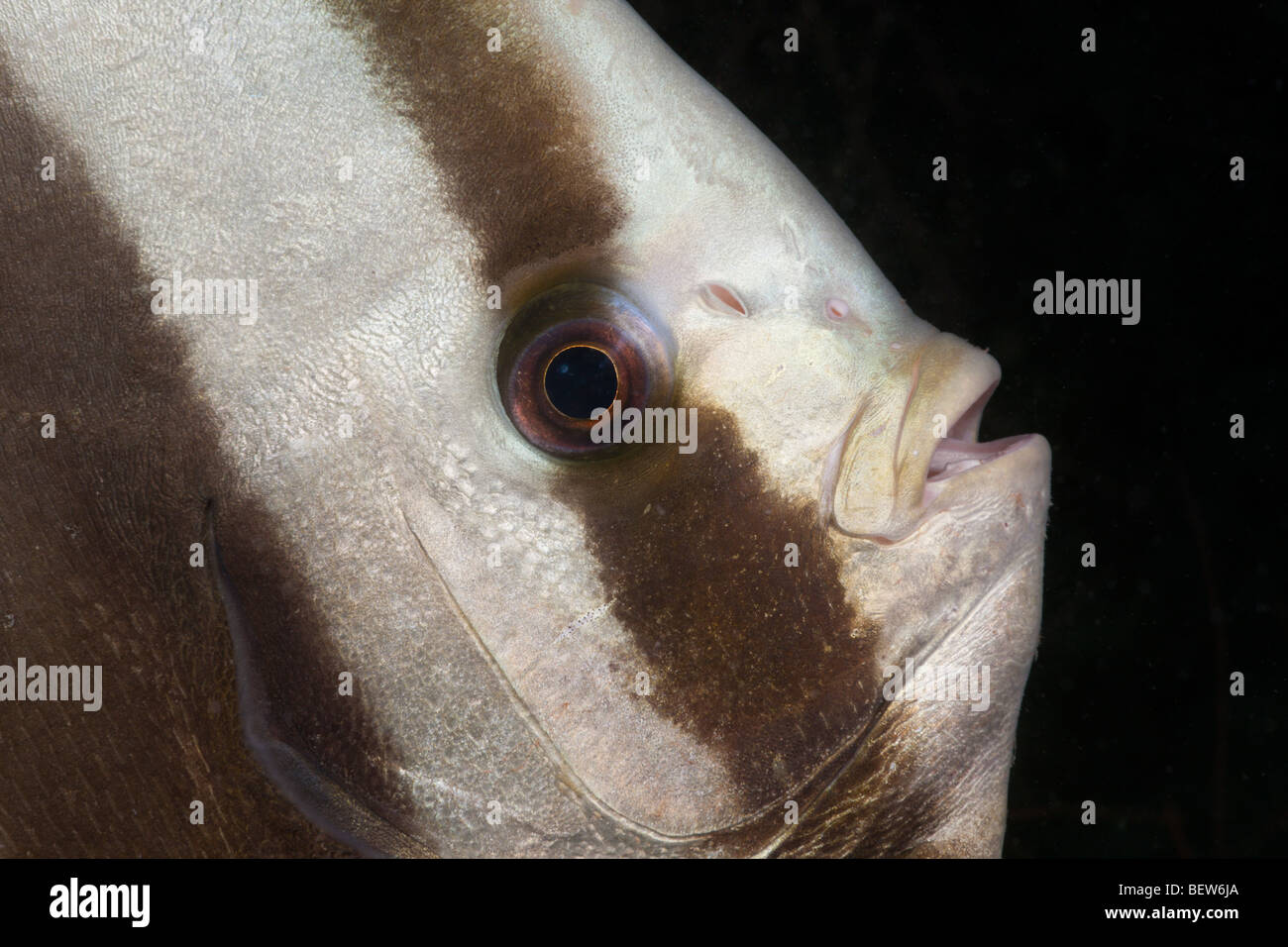 Head of Longfin Batfisch, Platax teira, Kandooma Caves, South Male Atoll, Maldives Stock Photo