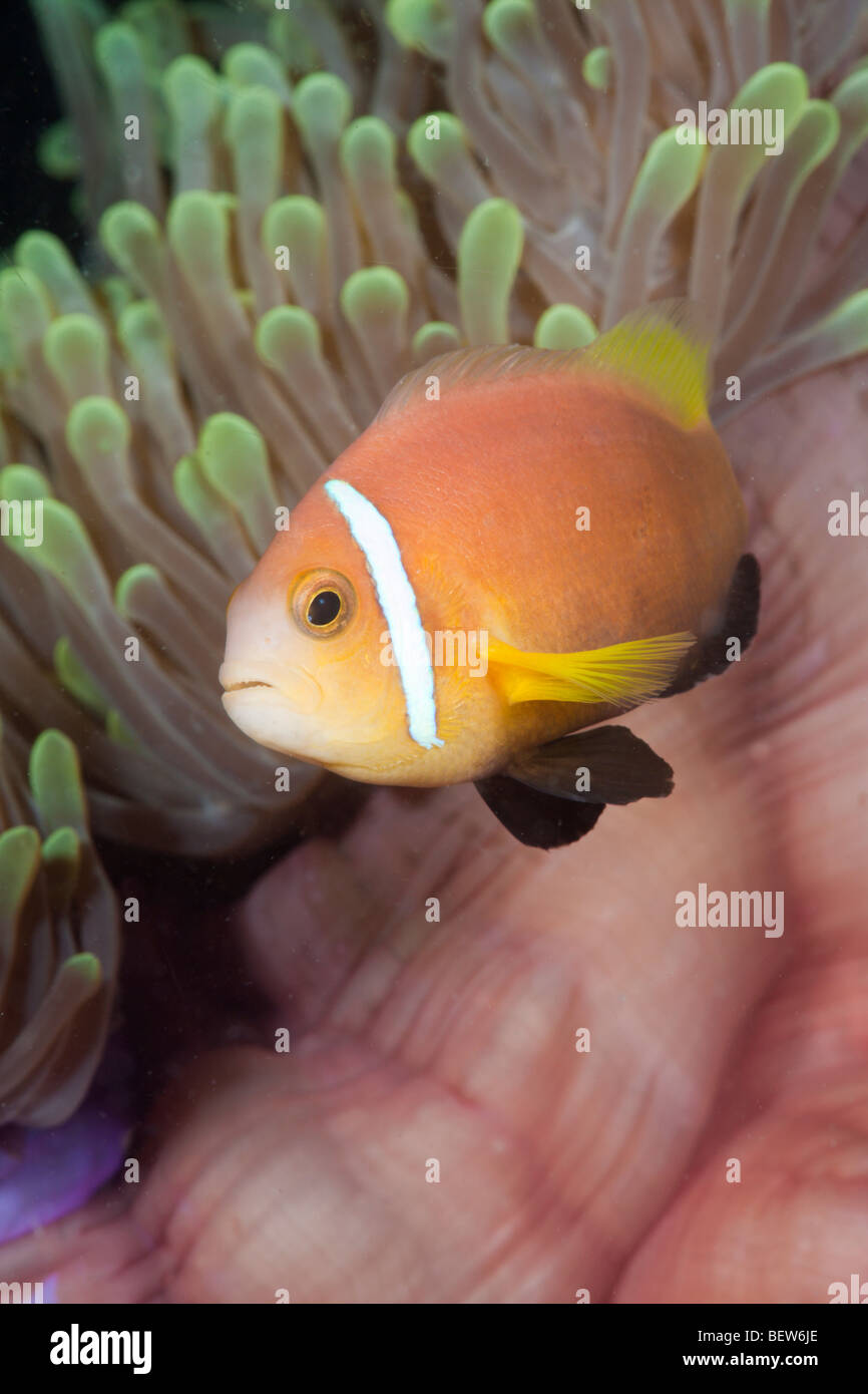Maldive Anemonefish Magnificent Anemone Amphiprion nigripes Heteractis magnifica South Male Atoll Maldives symbiosis Stock Photo