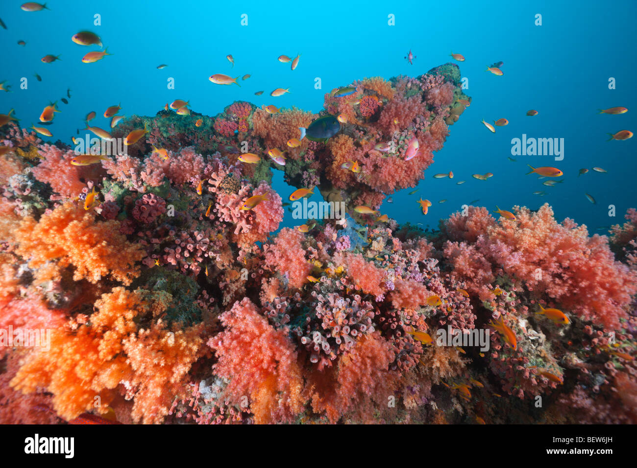 Soft Coral Reef with small Anthias Fishes, Pseudanthias squamipinnis, Kandooma Caves, South Male Atoll, Maldives Stock Photo