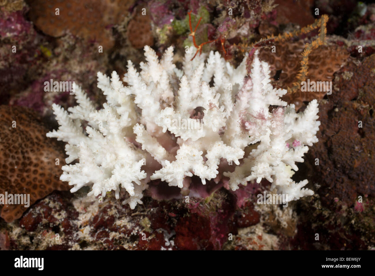 Bleached Branching Coral, Acropora sp., South Male Atoll, Maldives Stock Photo