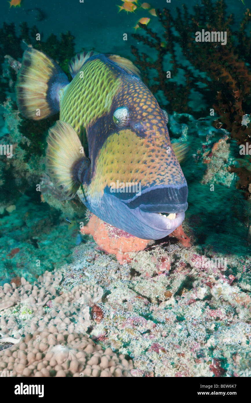 Green Titan Triggerfish, Balistoides viridescens, Kandooma Caves, South Male Atoll, Maldives Stock Photo