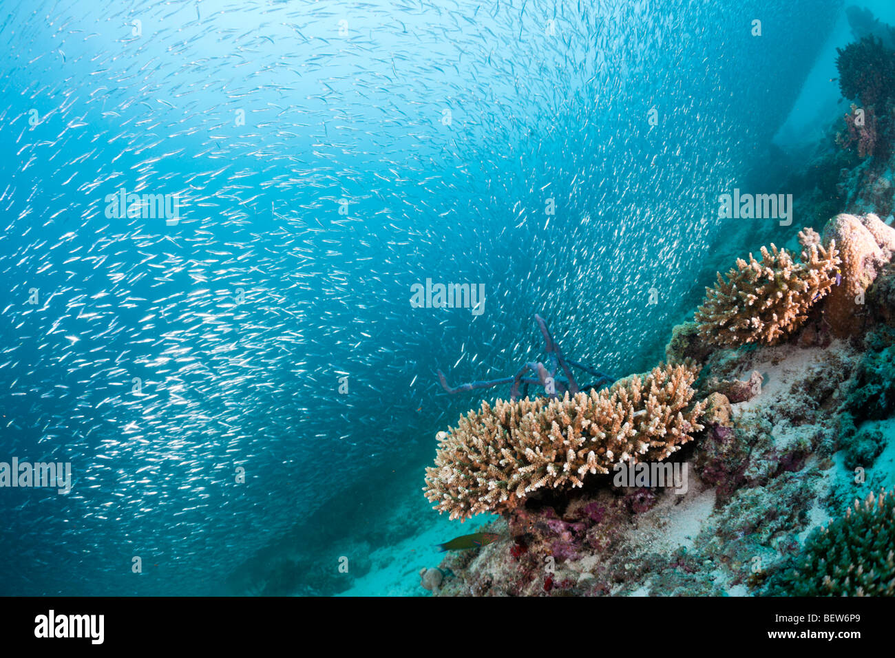 Sardine Fusiliers over Coral Reef, Dipteryginotus balteatus, Medhu Faru Reef, South Male Atoll, Maldives Stock Photo