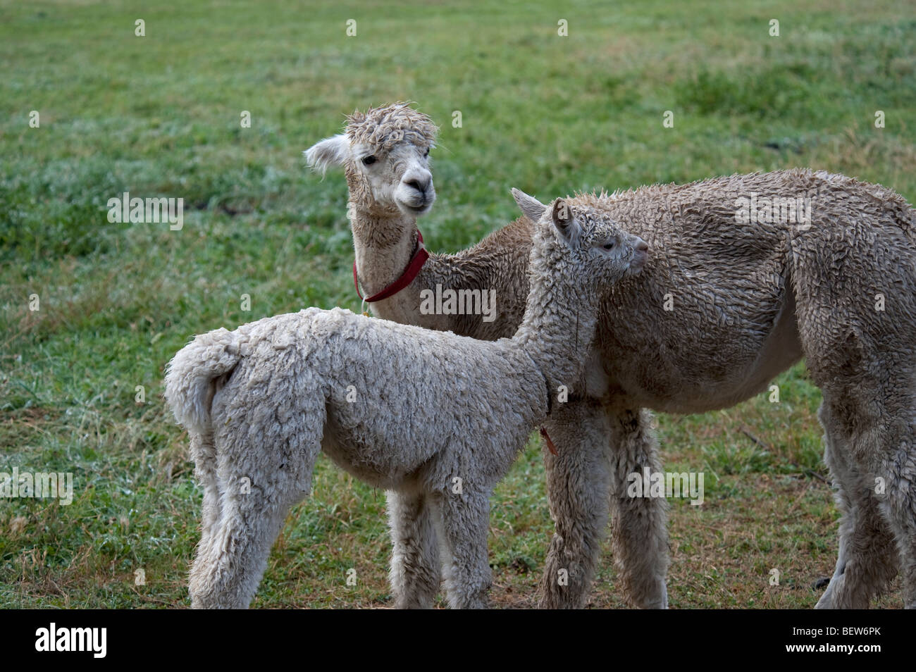 ALPACA CALF AND MOTHER, CHRISTCHURCH, NEW ZEALAND Stock Photo Alamy