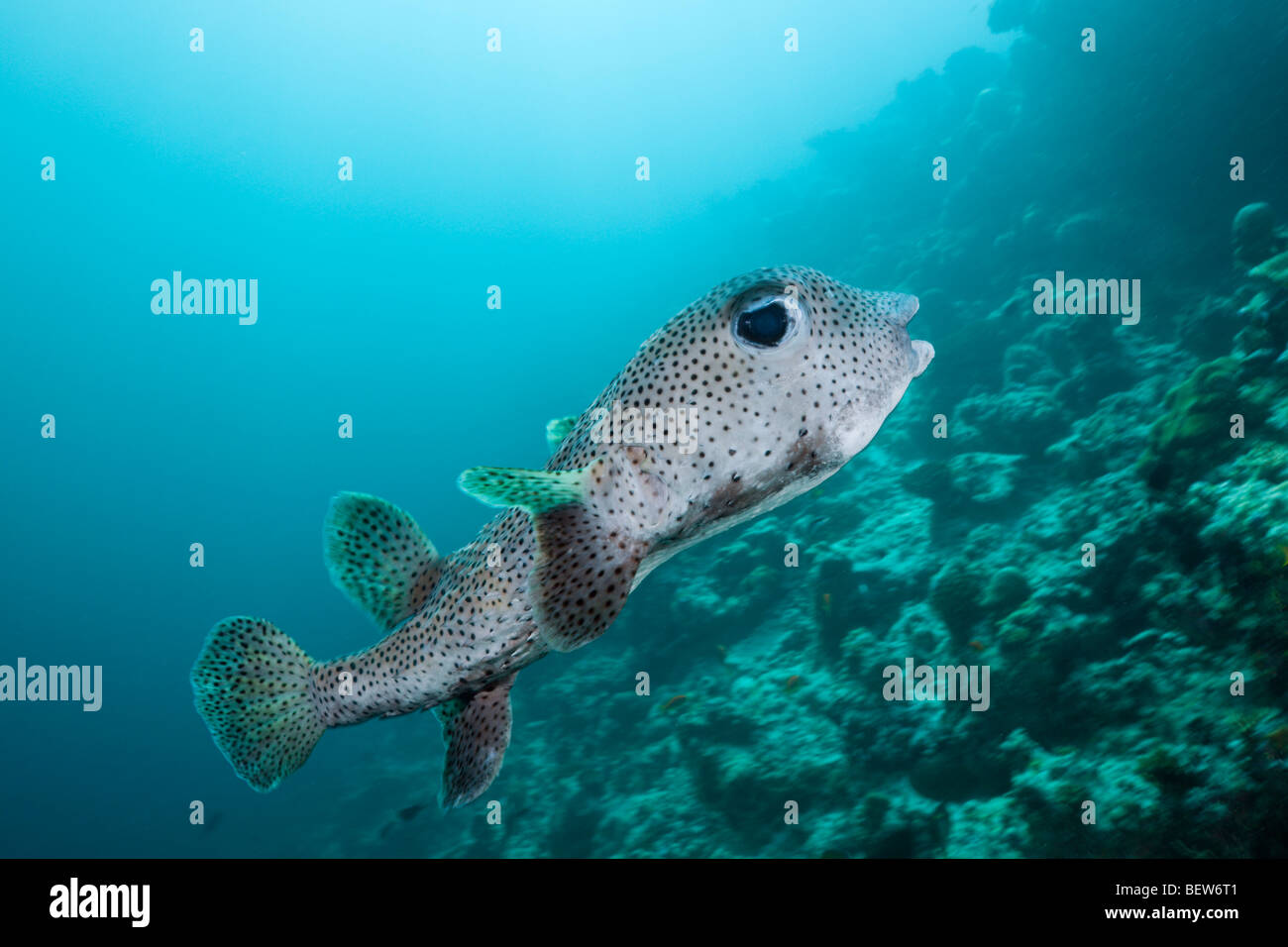 Common Porcupinefish, Diodon hystrix, Medhu Faru Reef, South Male Atoll, Maldives Stock Photo