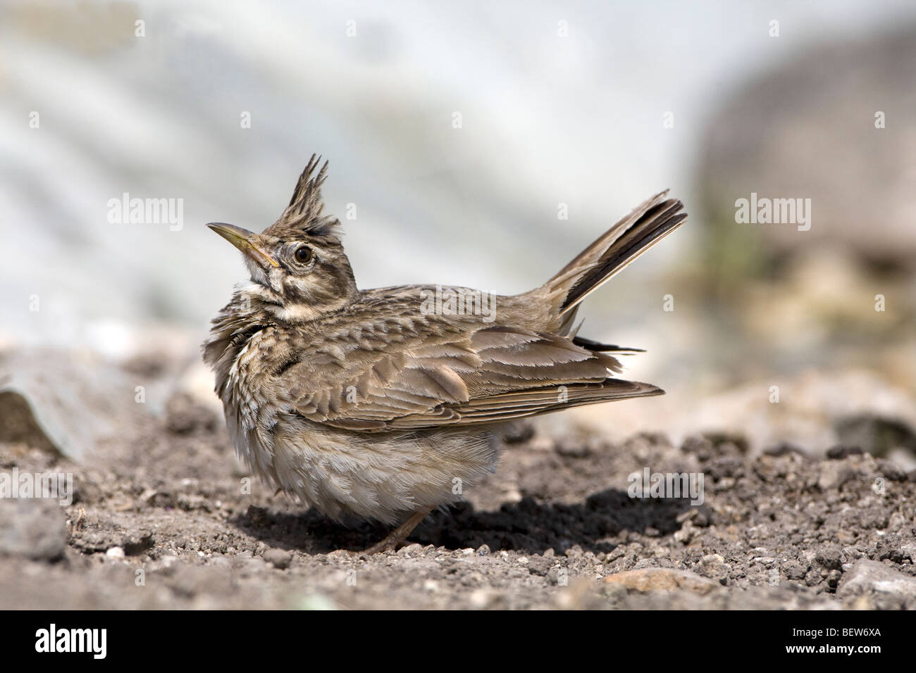 Crested Lark (Galerida cristata) perched on the ground displaying Stock Photo