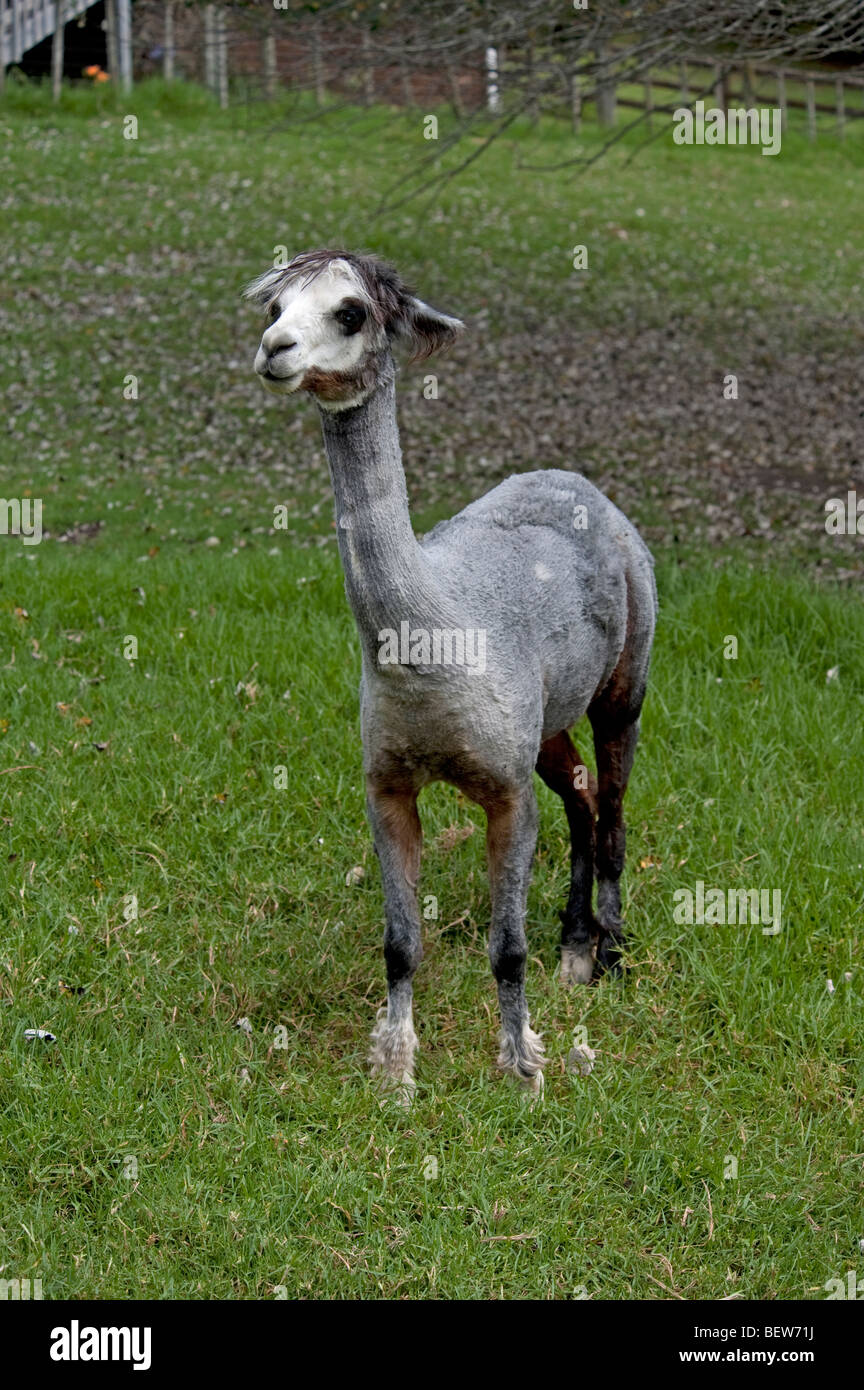 ALPACA, AUCKLAND, NEW ZEALAND Stock Photo