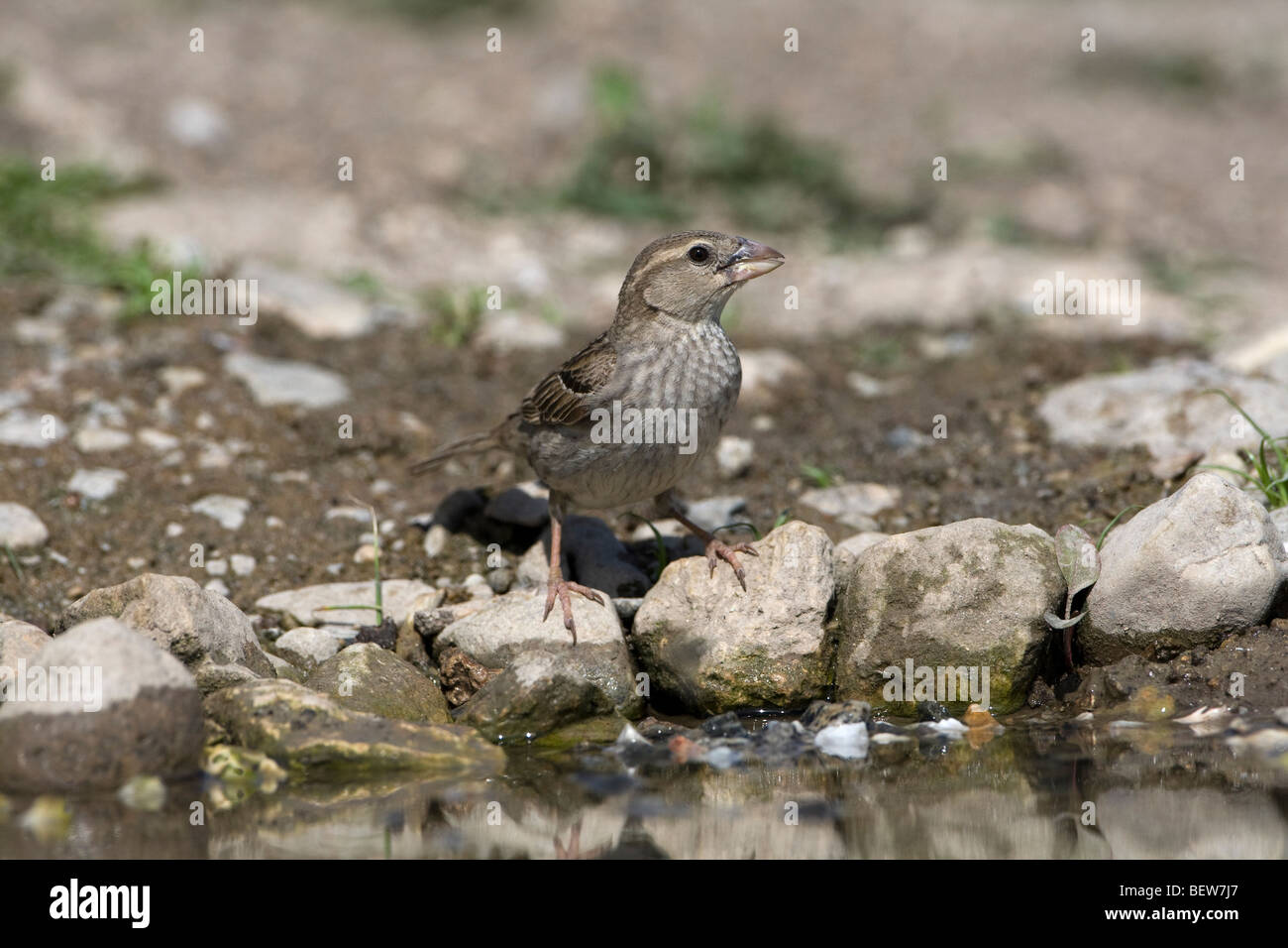 Rock Sparrow (Petronia petronia) perched on the ground near water Stock Photo