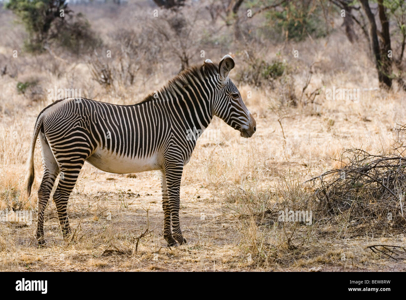 Grevy zebra (Equus grevyi), Kenya, Africa, side view Stock Photo