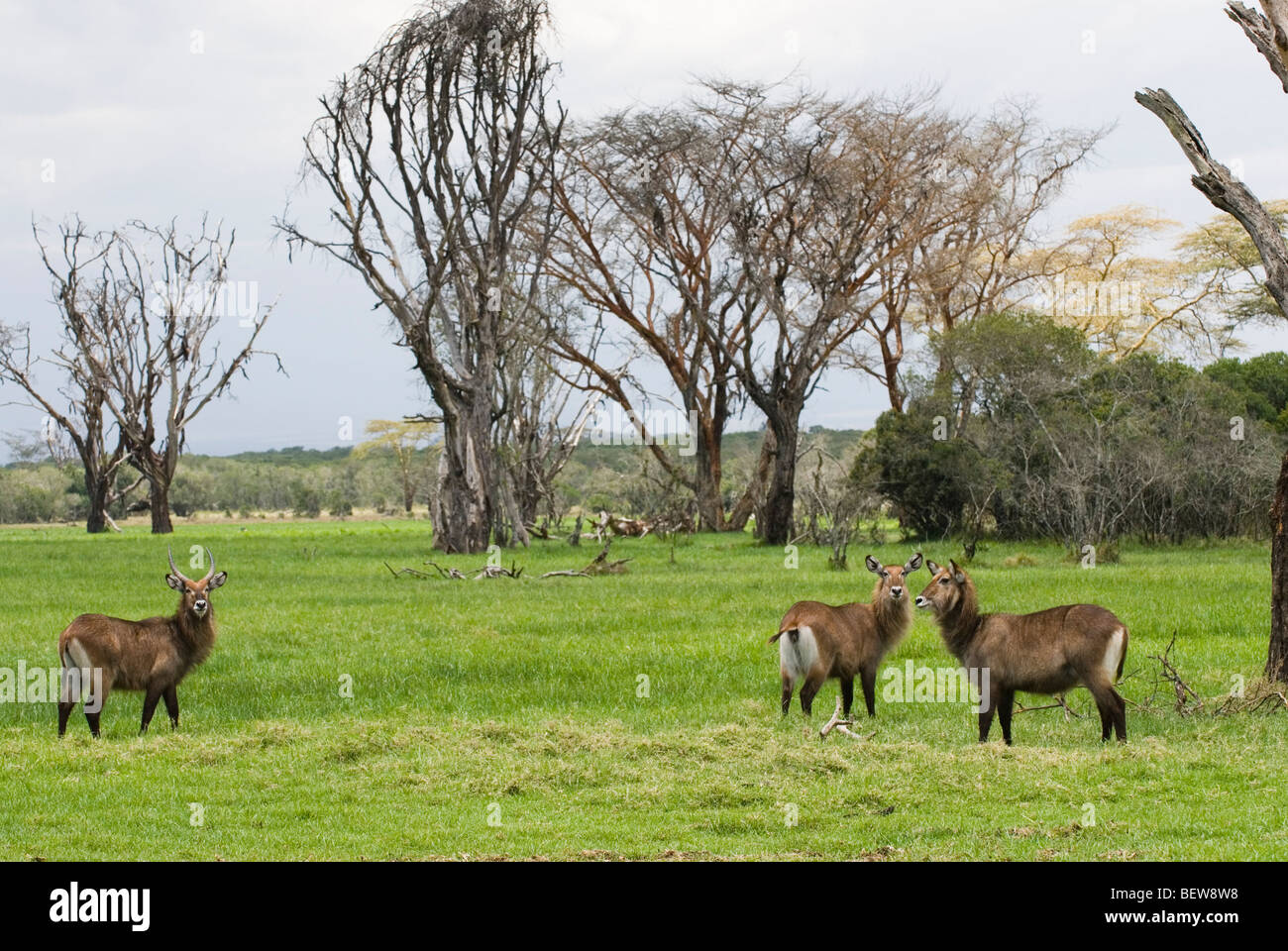 Waterbucks (Kobus ellipsiprymnus), Sweetwaters Private Reserve, Kenya Stock Photo