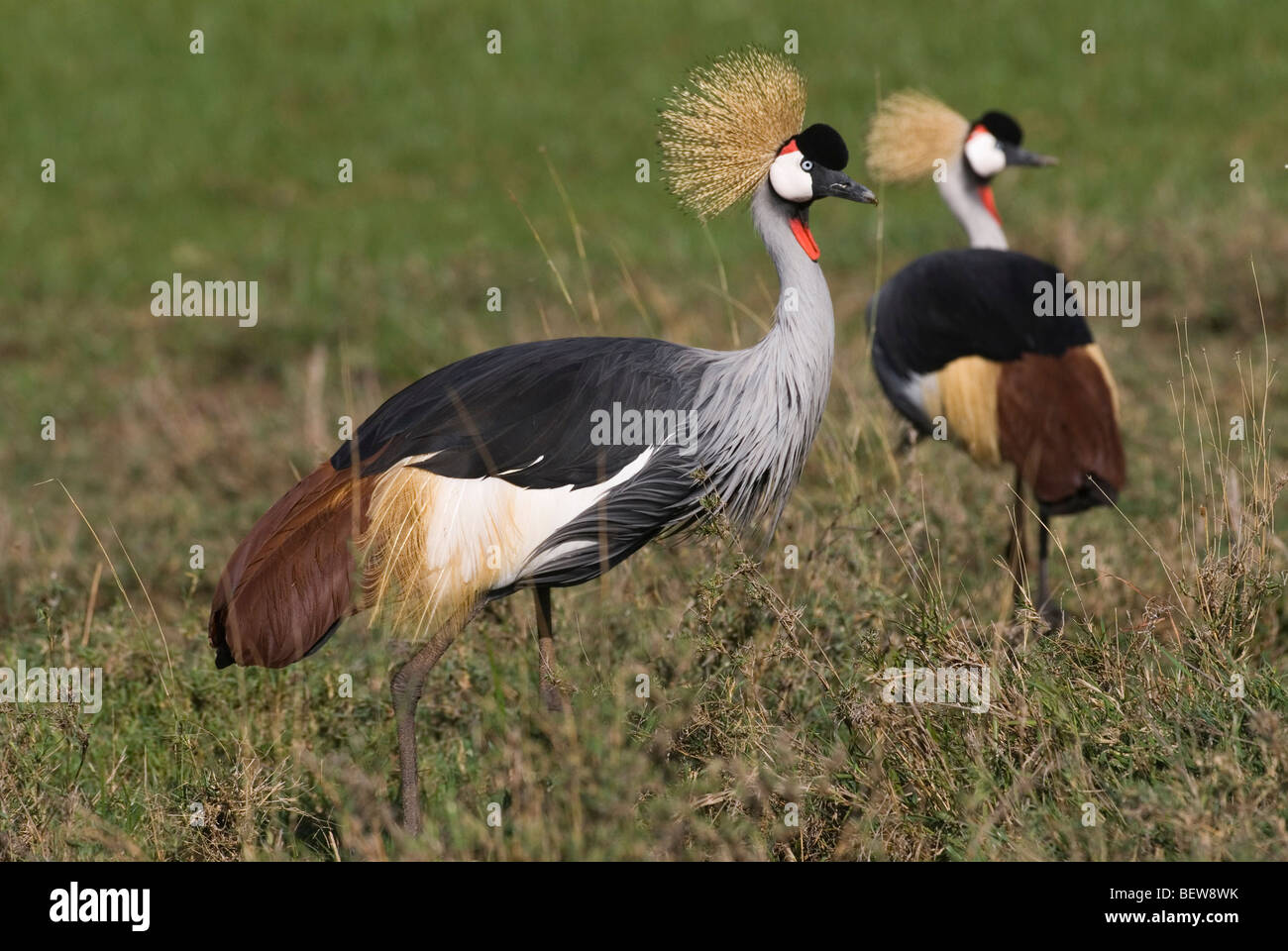 Black Crowned Crane (Balearica pavonina), Kenya, Africa, close-up Stock Photo